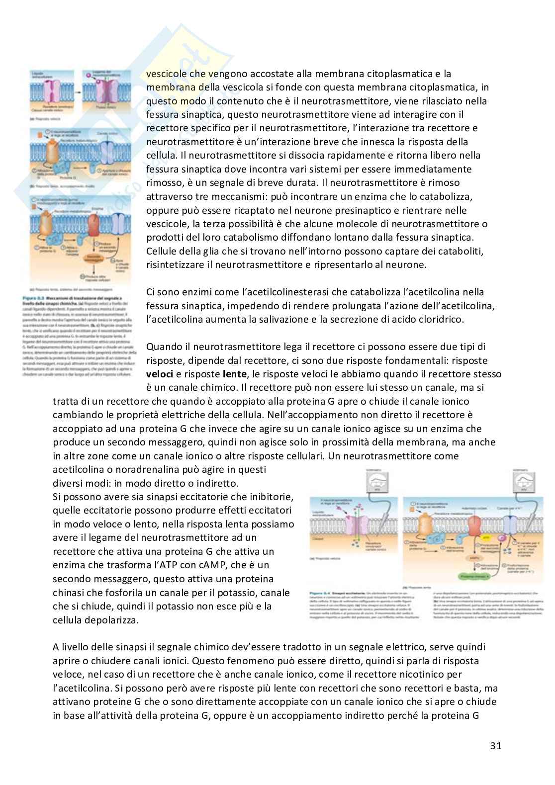 Appunti Fisiologia umana completi Pag. 31