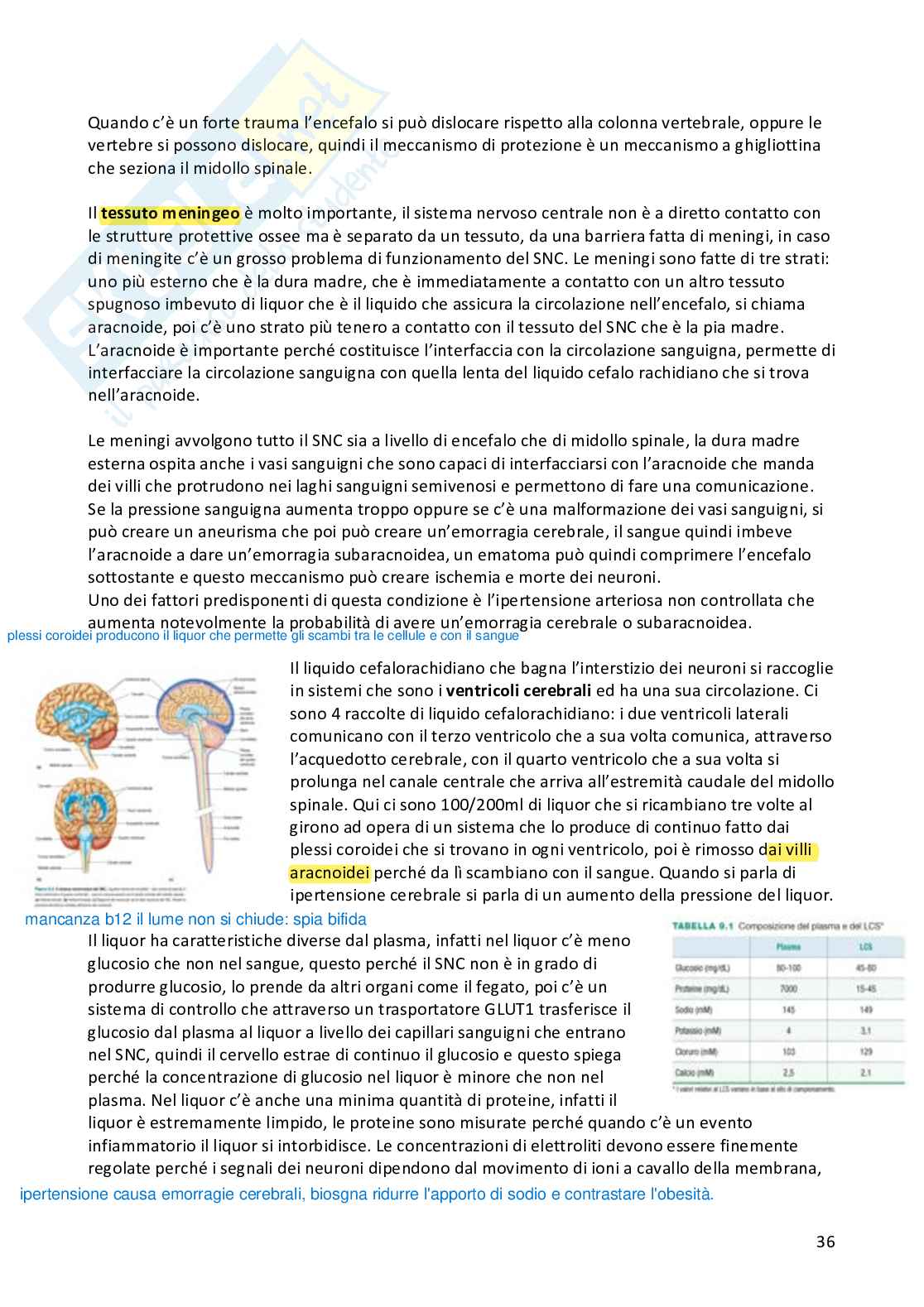 Appunti Fisiologia umana completi Pag. 36