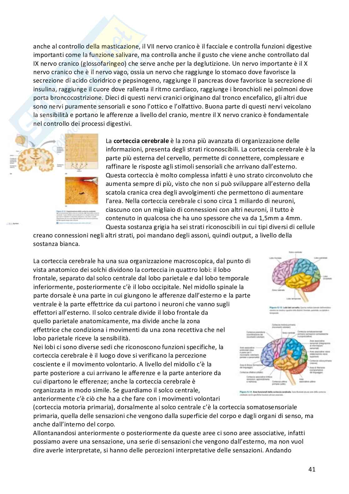 Appunti Fisiologia umana completi Pag. 41