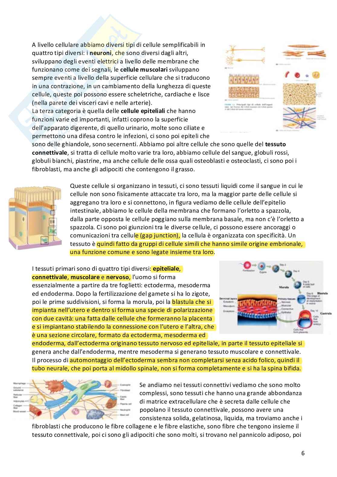 Appunti Fisiologia umana completi Pag. 6