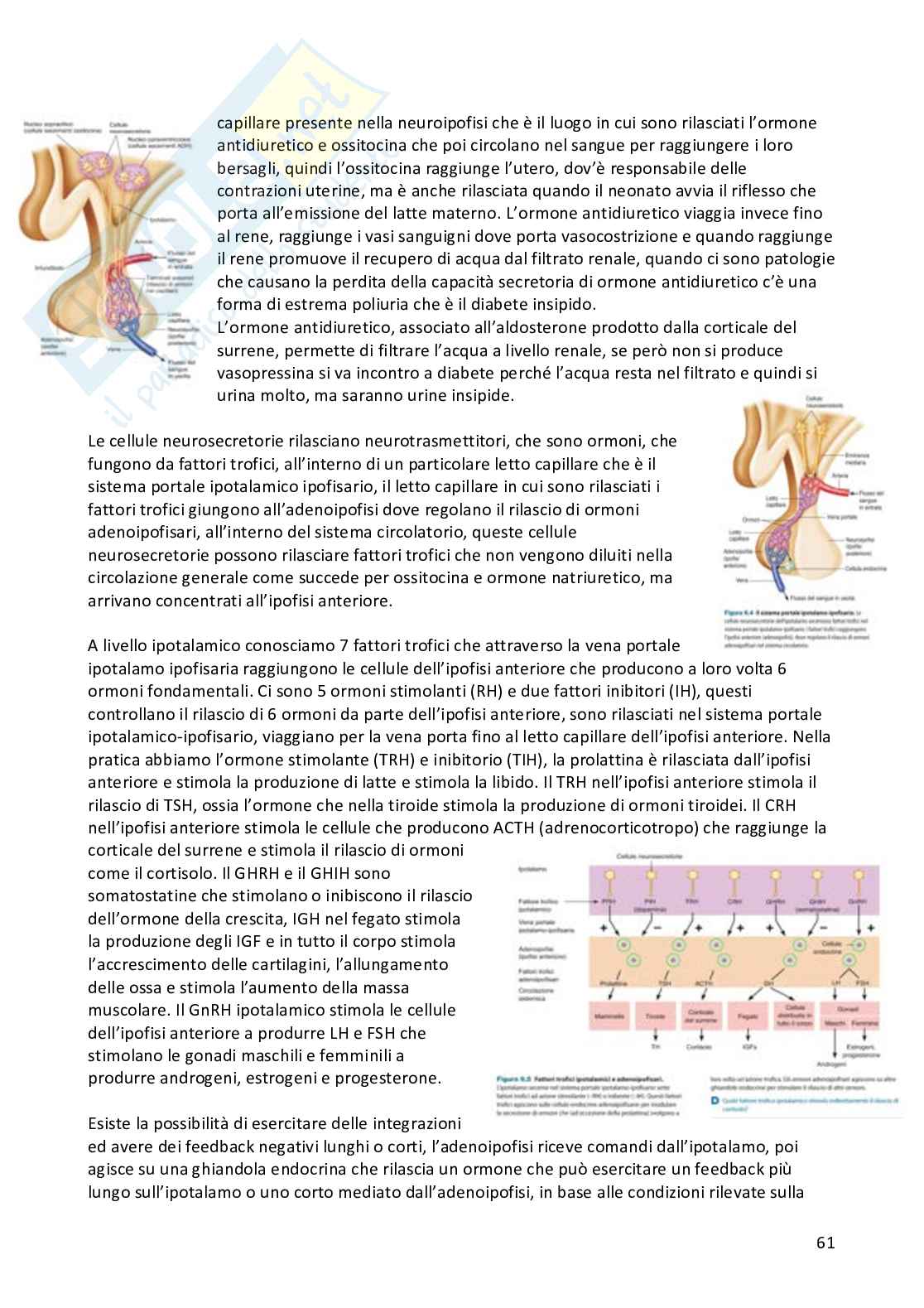 Appunti Fisiologia umana completi Pag. 61