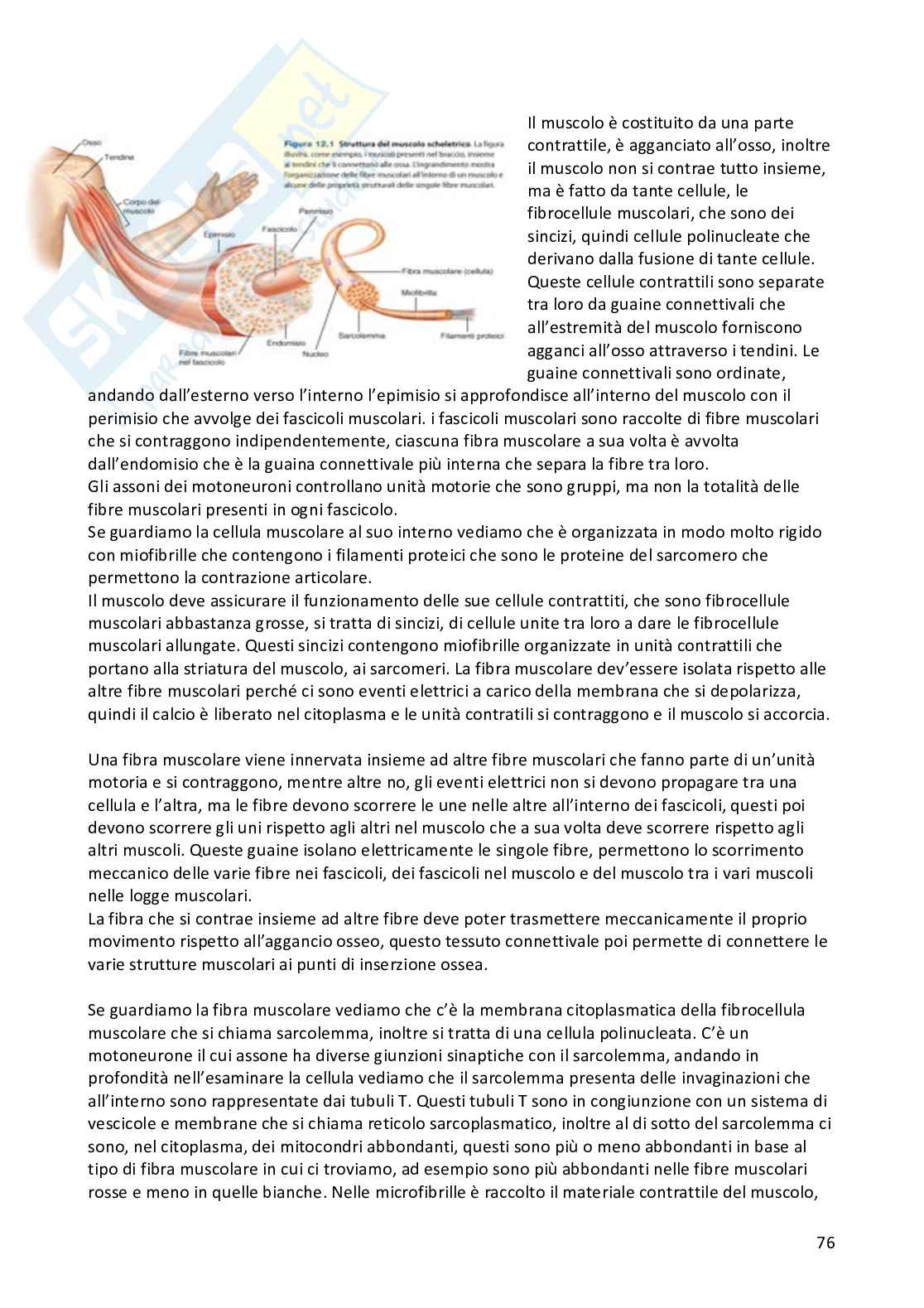 Appunti Fisiologia umana completi Pag. 76