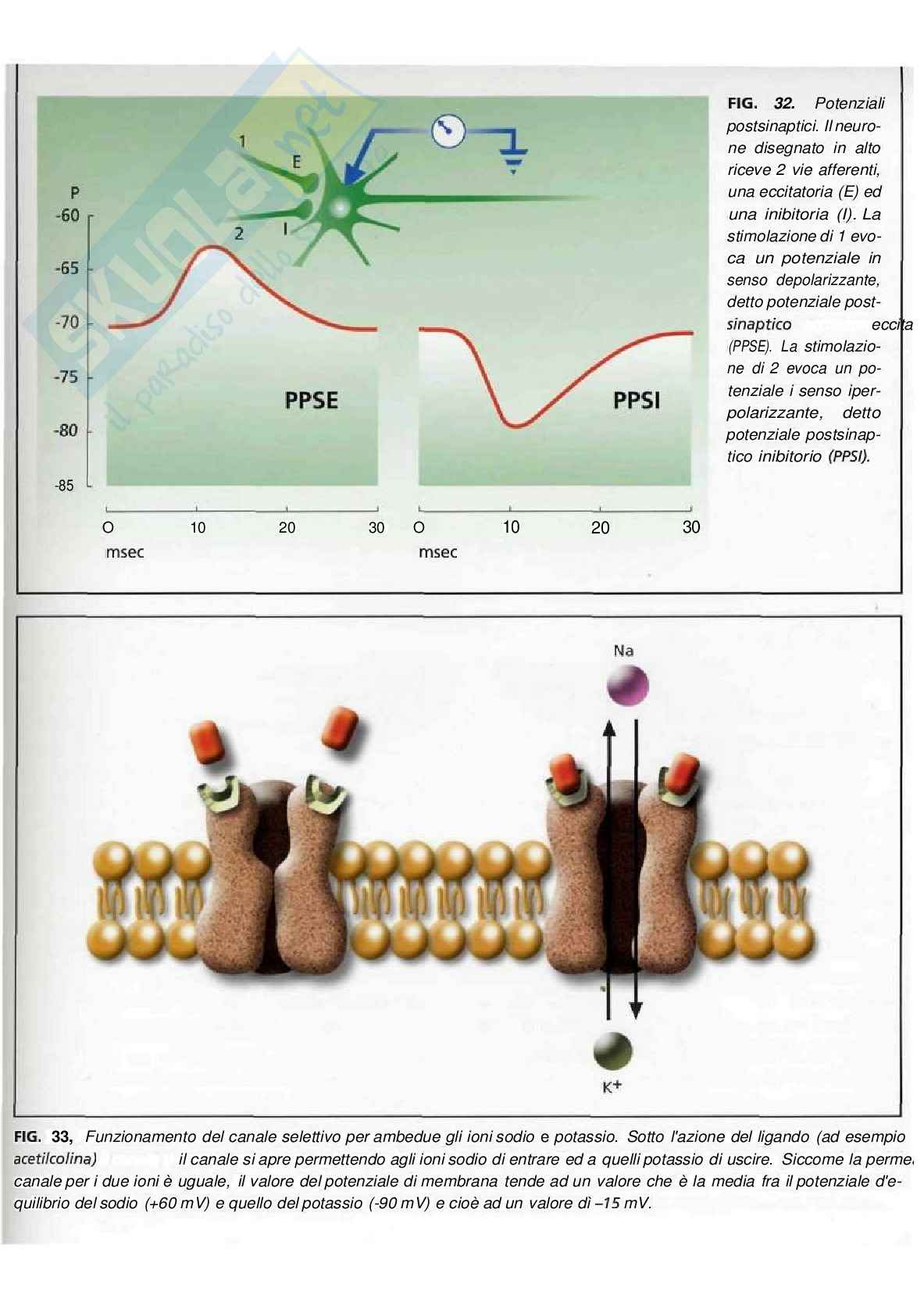 Fisiologia – Neuroni e Sinapsi Pag. 36