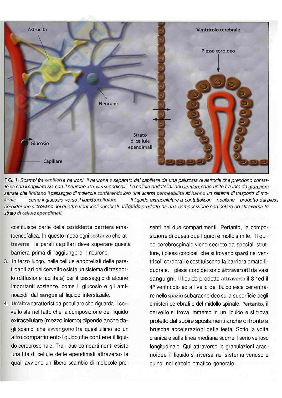 Fisiologia – Neuroni e Sinapsi Pag. 6