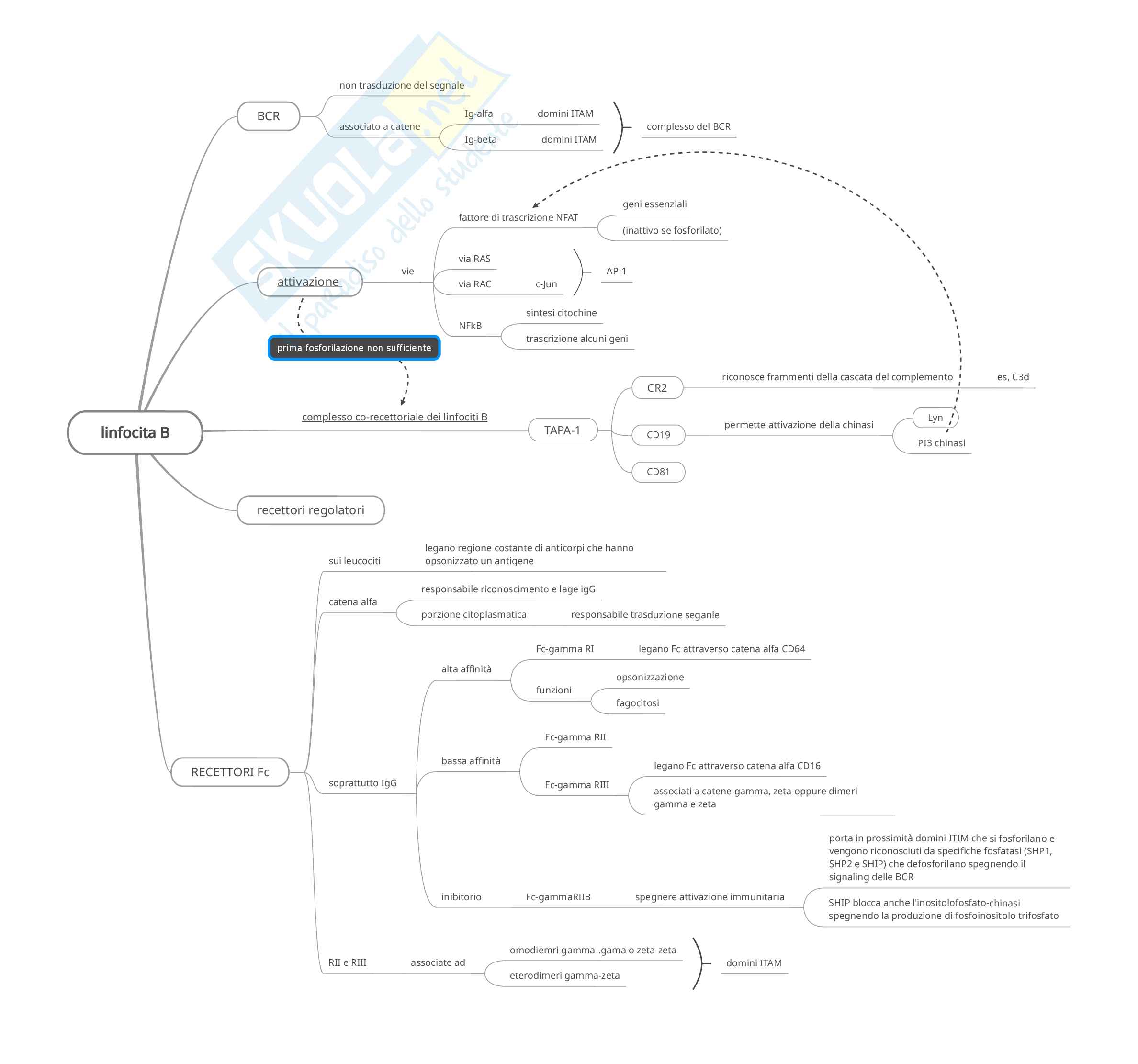 Cellule immunologia Pag. 11