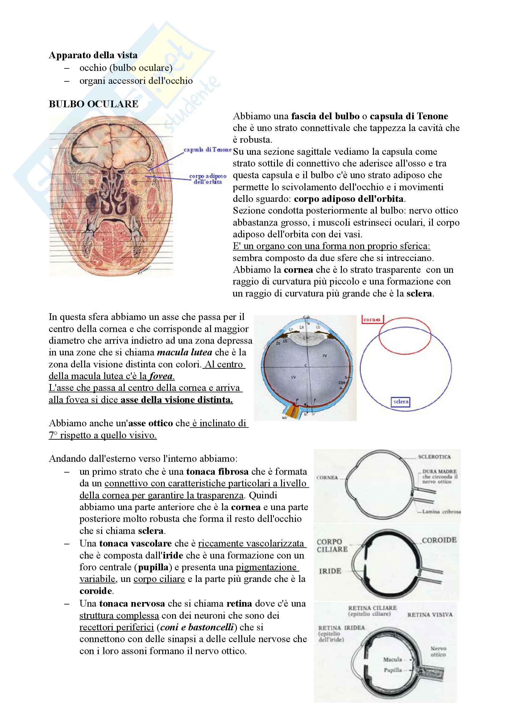 Occhio e  visione, Anatomia Pag. 1