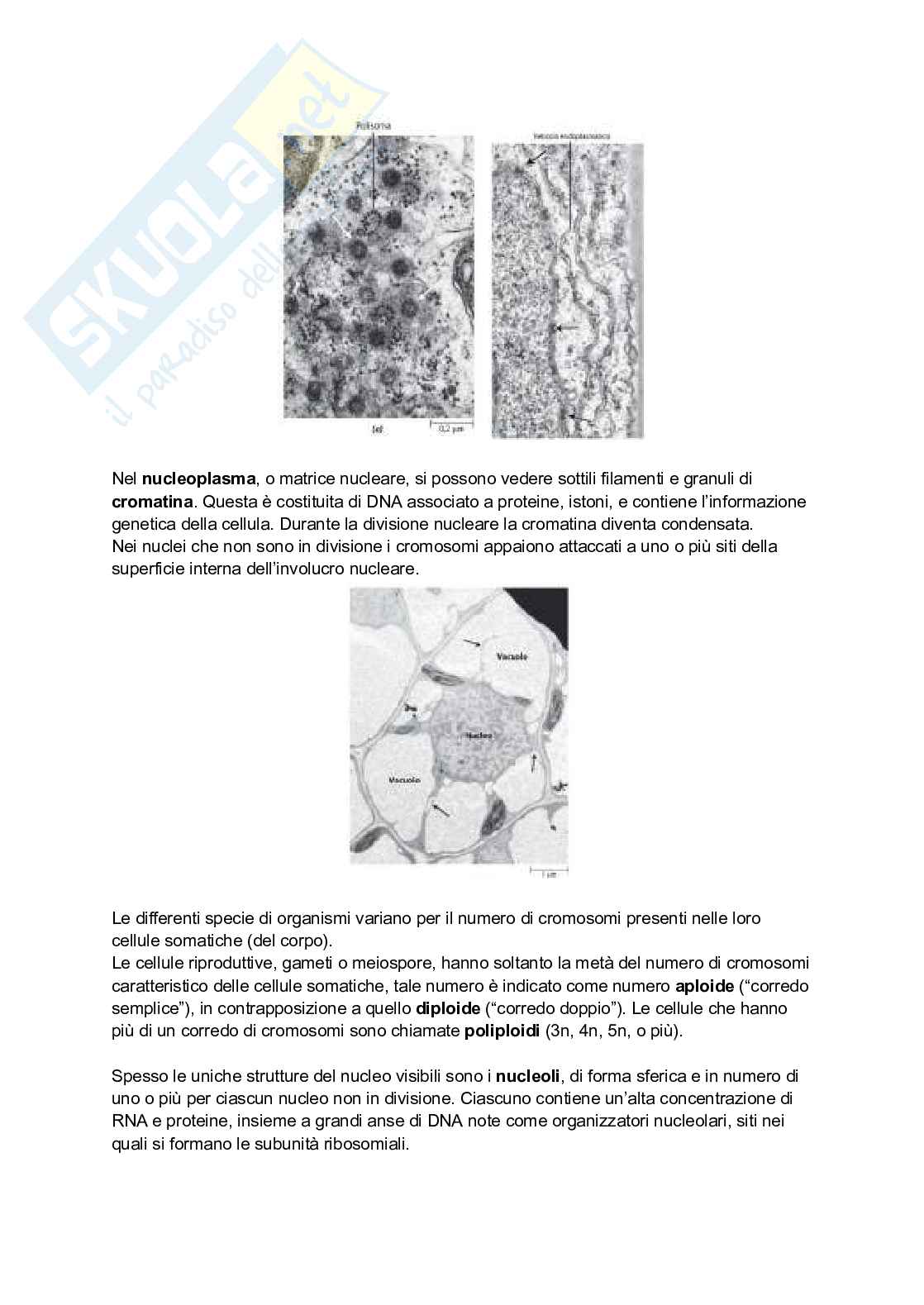 Riassunto esame Botanica, Prof. Citterio Sandra, libro consigliato La biologia delle piante di Raven, Evert, Eichhorn Pag. 11