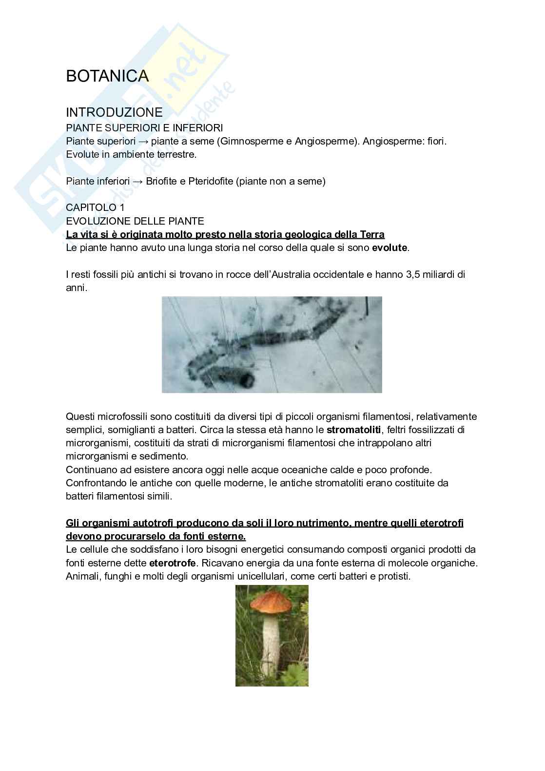 Riassunto esame Botanica, Prof. Citterio Sandra, libro consigliato La biologia delle piante di Raven, Evert, Eichhorn Pag. 2