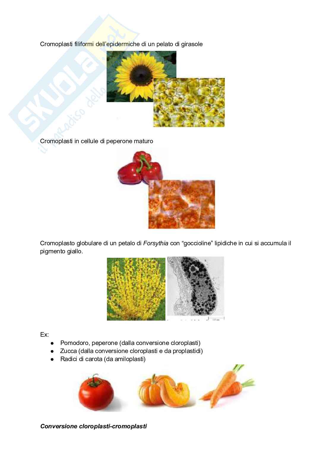 Riassunto esame Botanica, Prof. Citterio Sandra, libro consigliato La biologia delle piante di Raven, Evert, Eichhorn Pag. 21