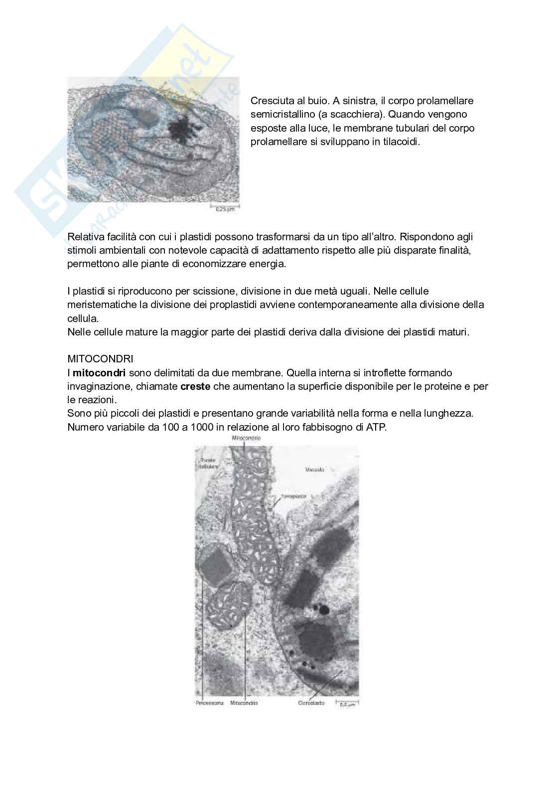 Riassunto esame Botanica, Prof. Citterio Sandra, libro consigliato La biologia delle piante di Raven, Evert, Eichhorn Pag. 26