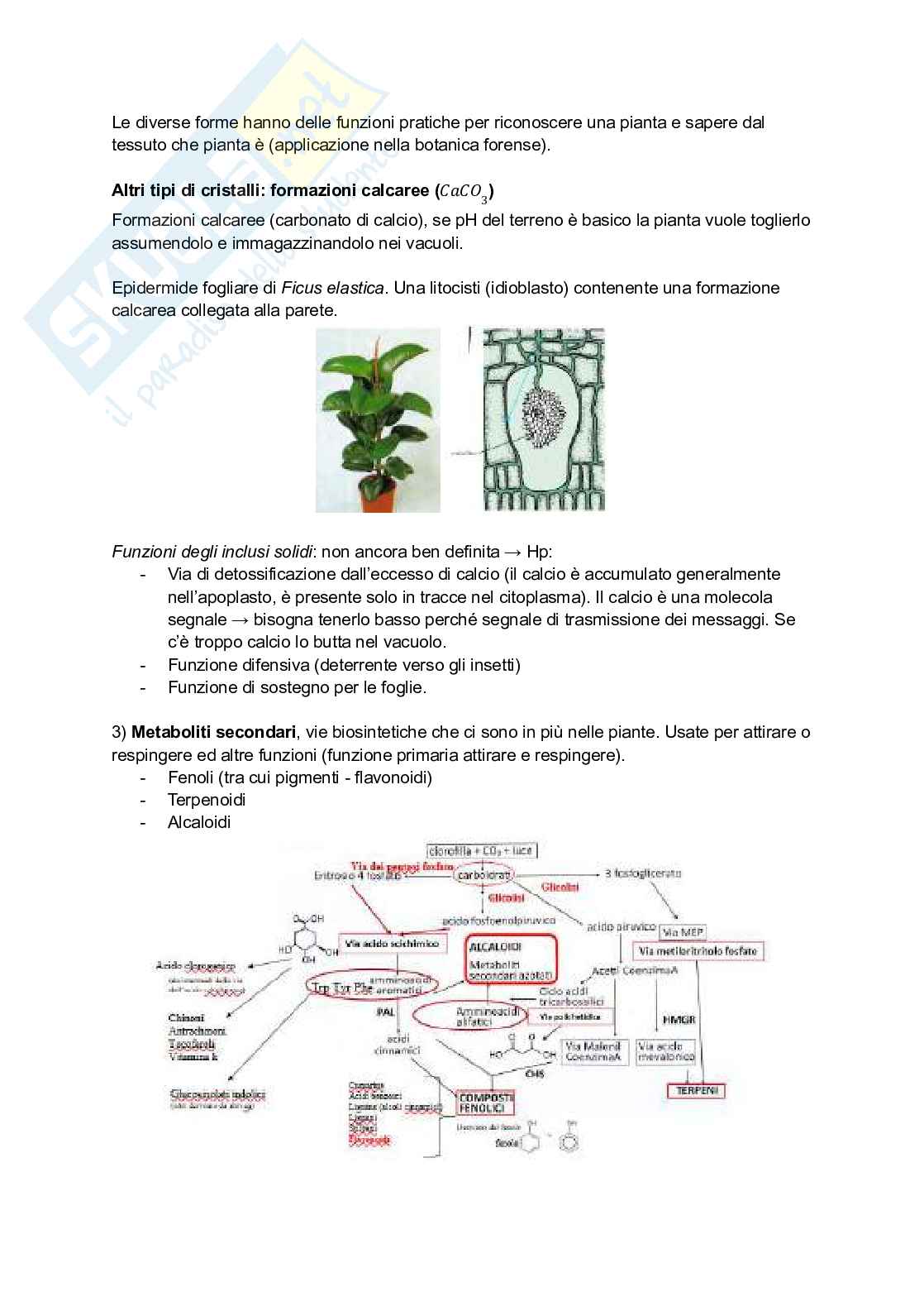 Riassunto esame Botanica, Prof. Citterio Sandra, libro consigliato La biologia delle piante di Raven, Evert, Eichhorn Pag. 36