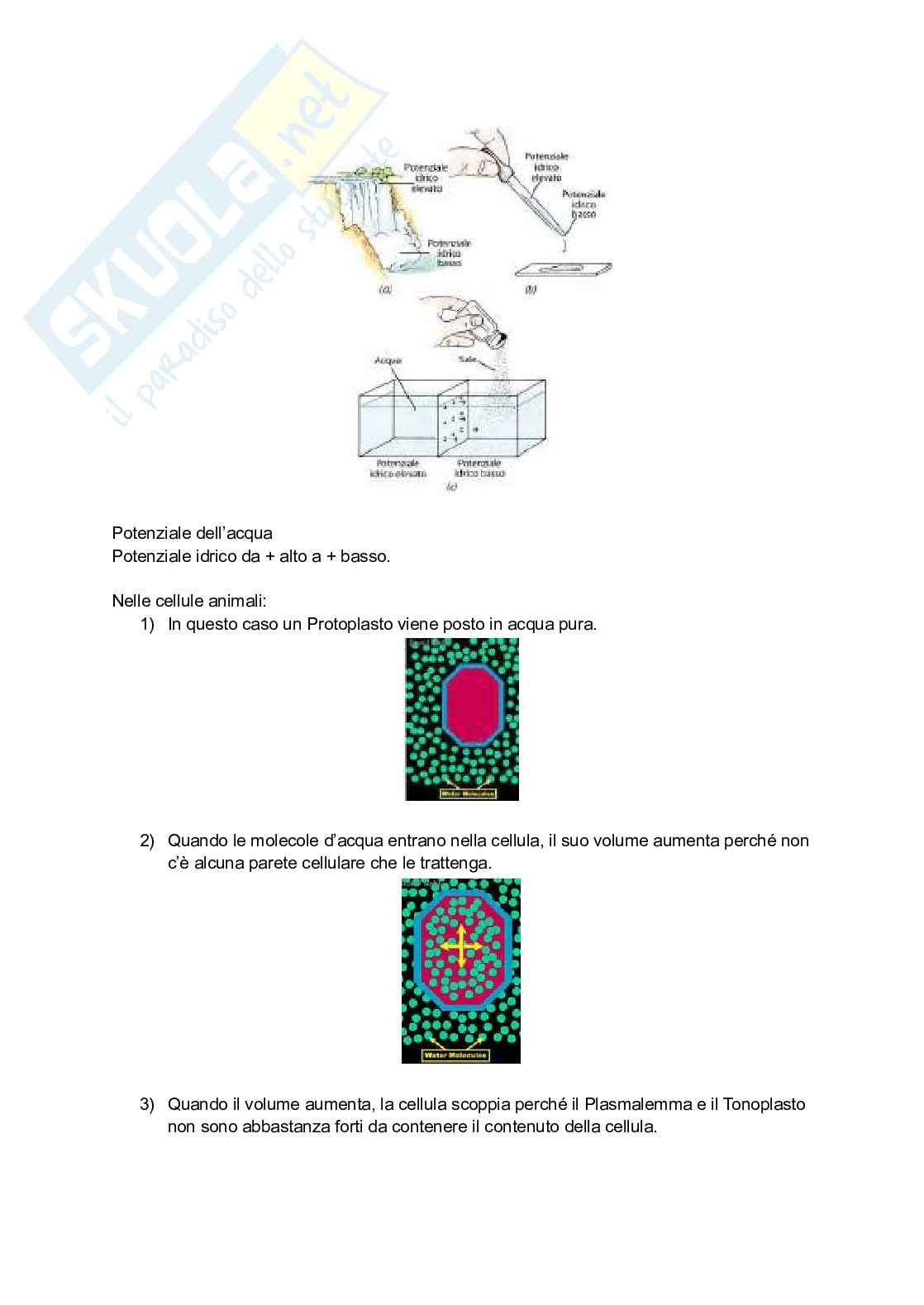 Riassunto esame Botanica, Prof. Citterio Sandra, libro consigliato La biologia delle piante di Raven, Evert, Eichhorn Pag. 41