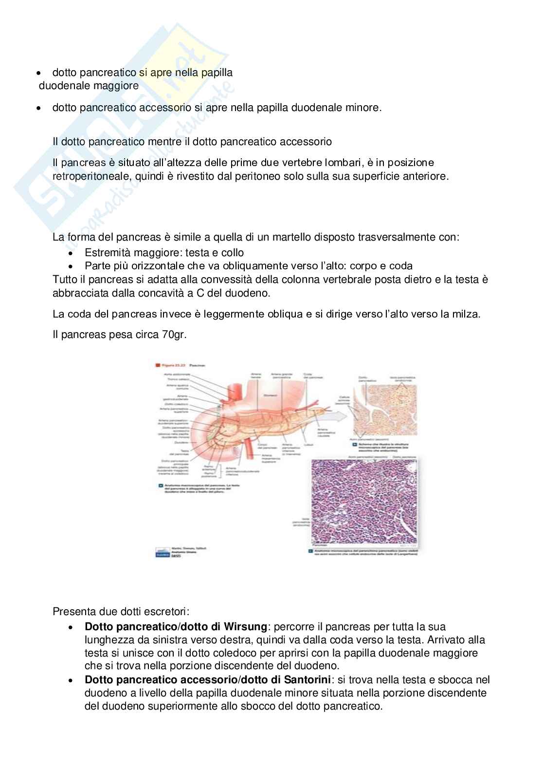 Appunti di Anatomia - 2 parziale Pag. 46