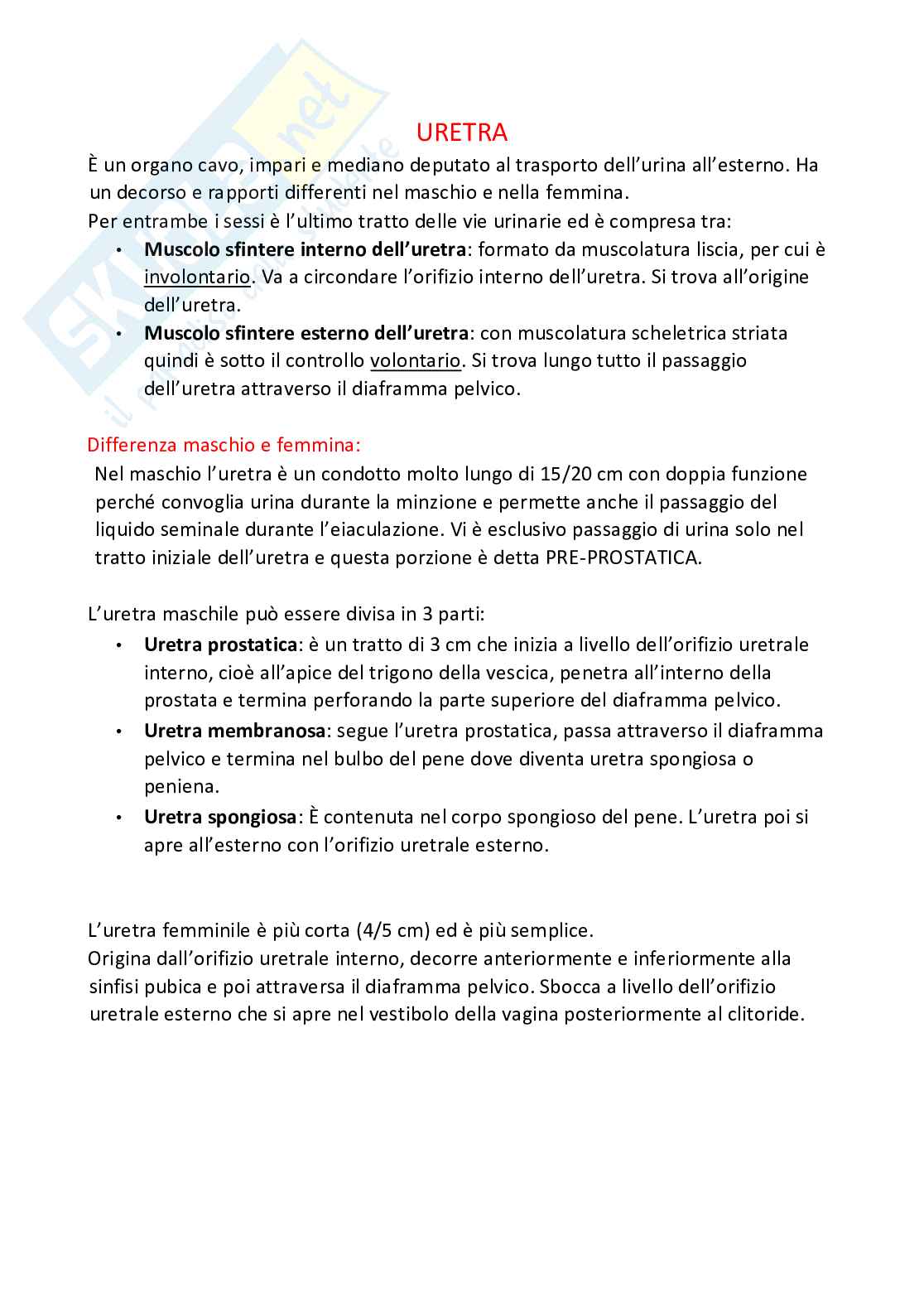 Appunti di Anatomia - 2 parziale Pag. 56