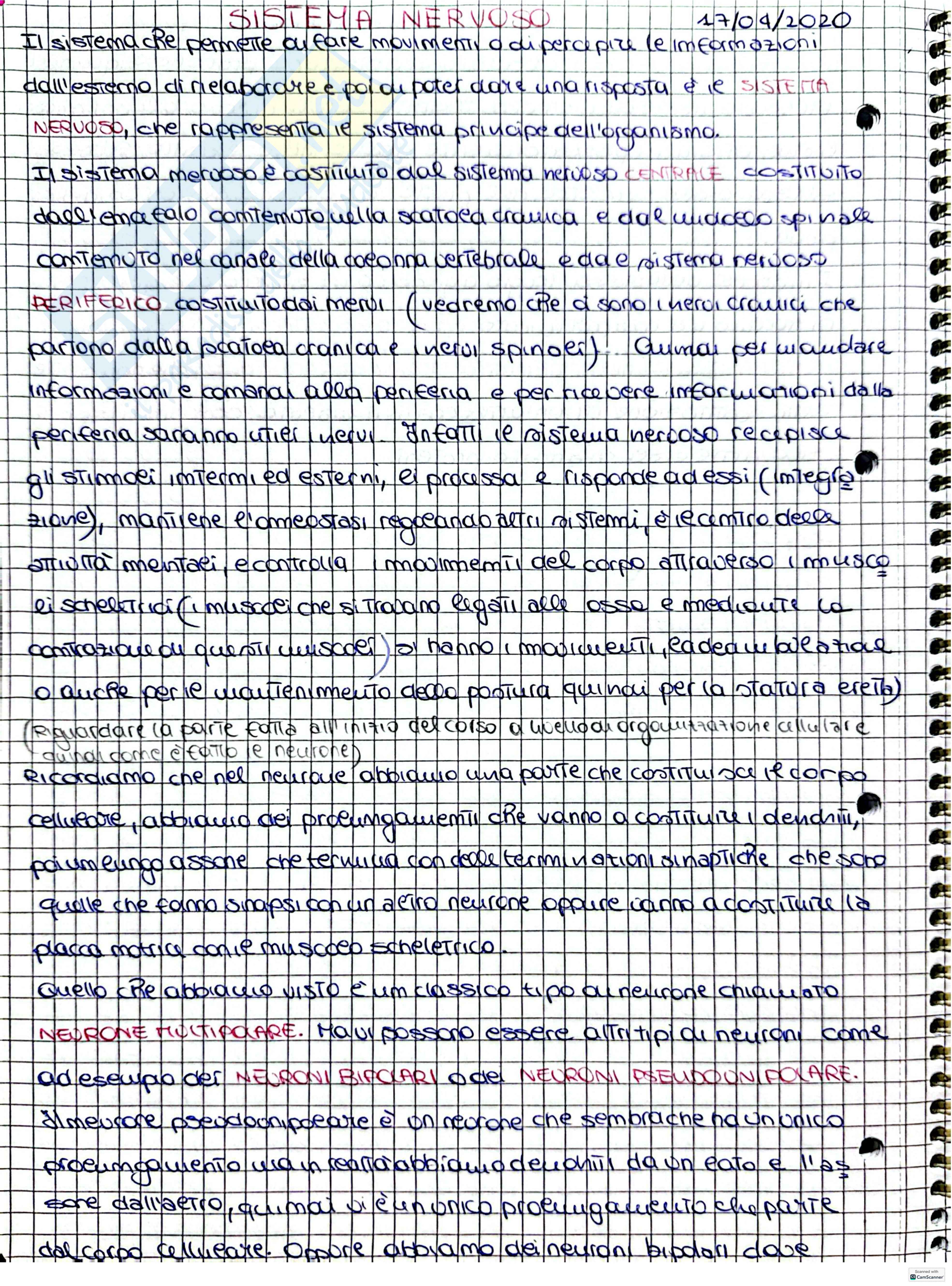 Sistema nervoso - 1 Pag. 1