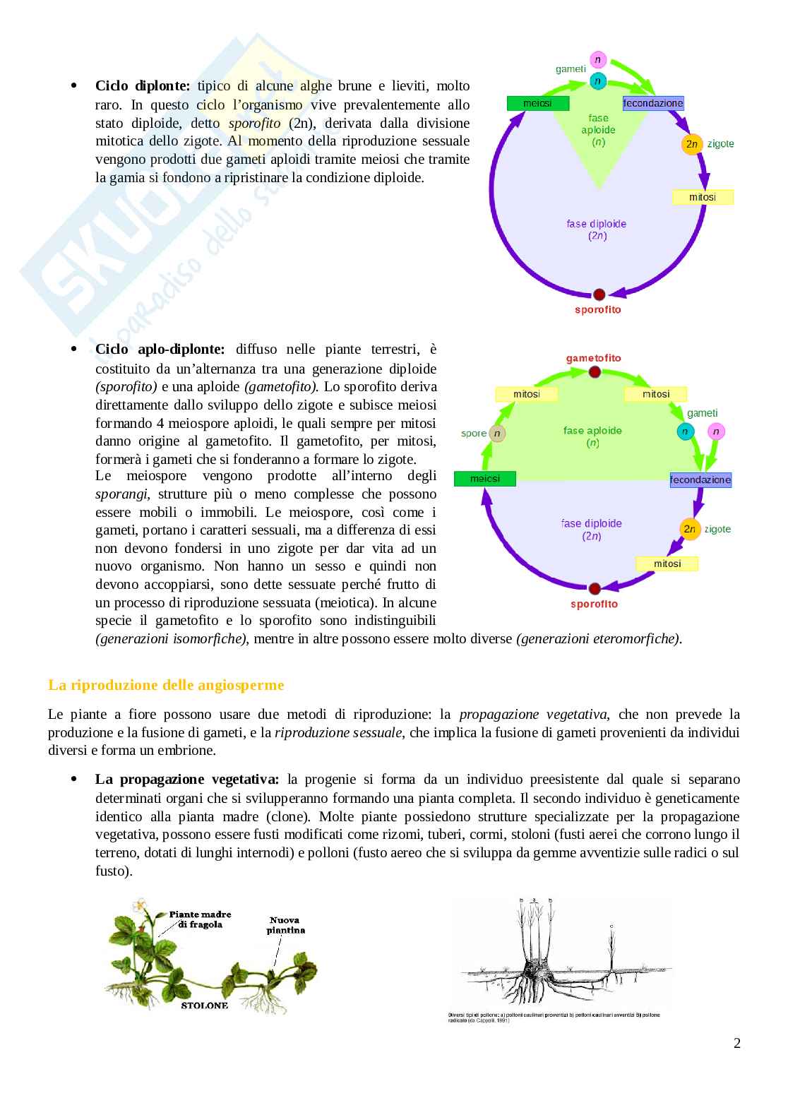 Riproduzione Pag. 2