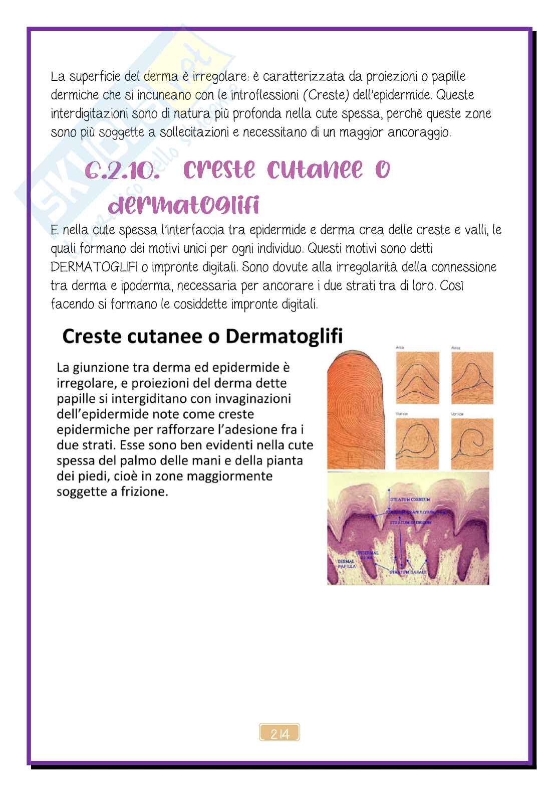 Apparato tegumentario Pag. 16