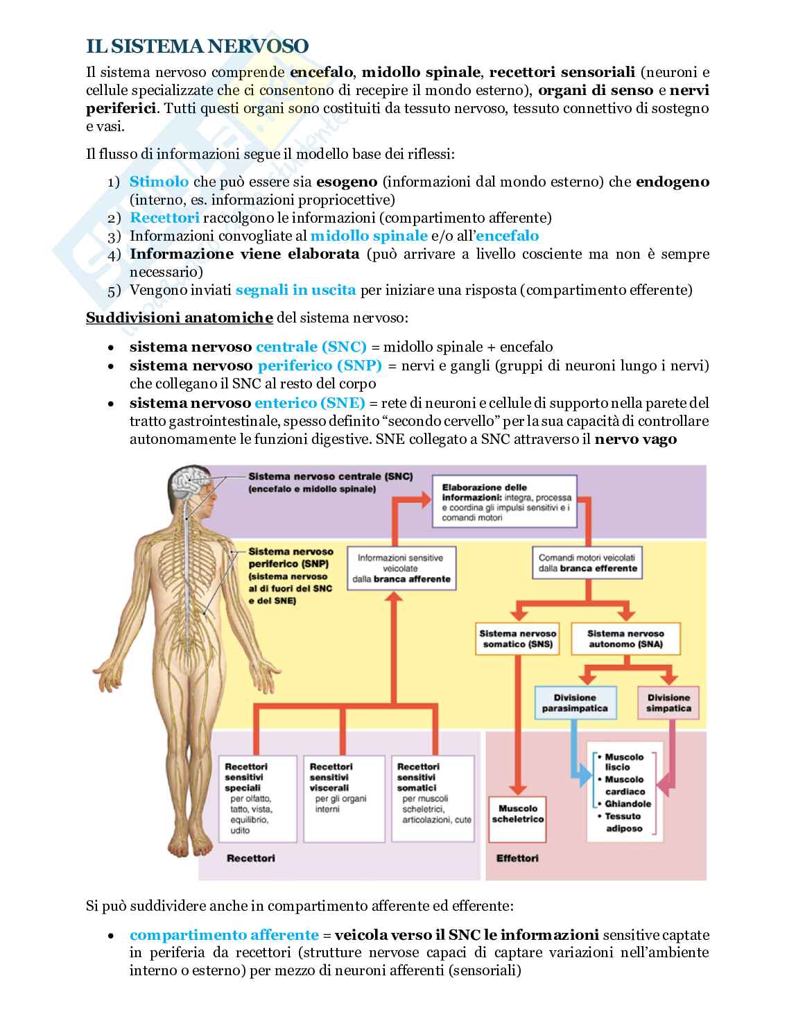 Fondamenti biologia, anatomia e fisiologia - Parte 2 Pag. 2