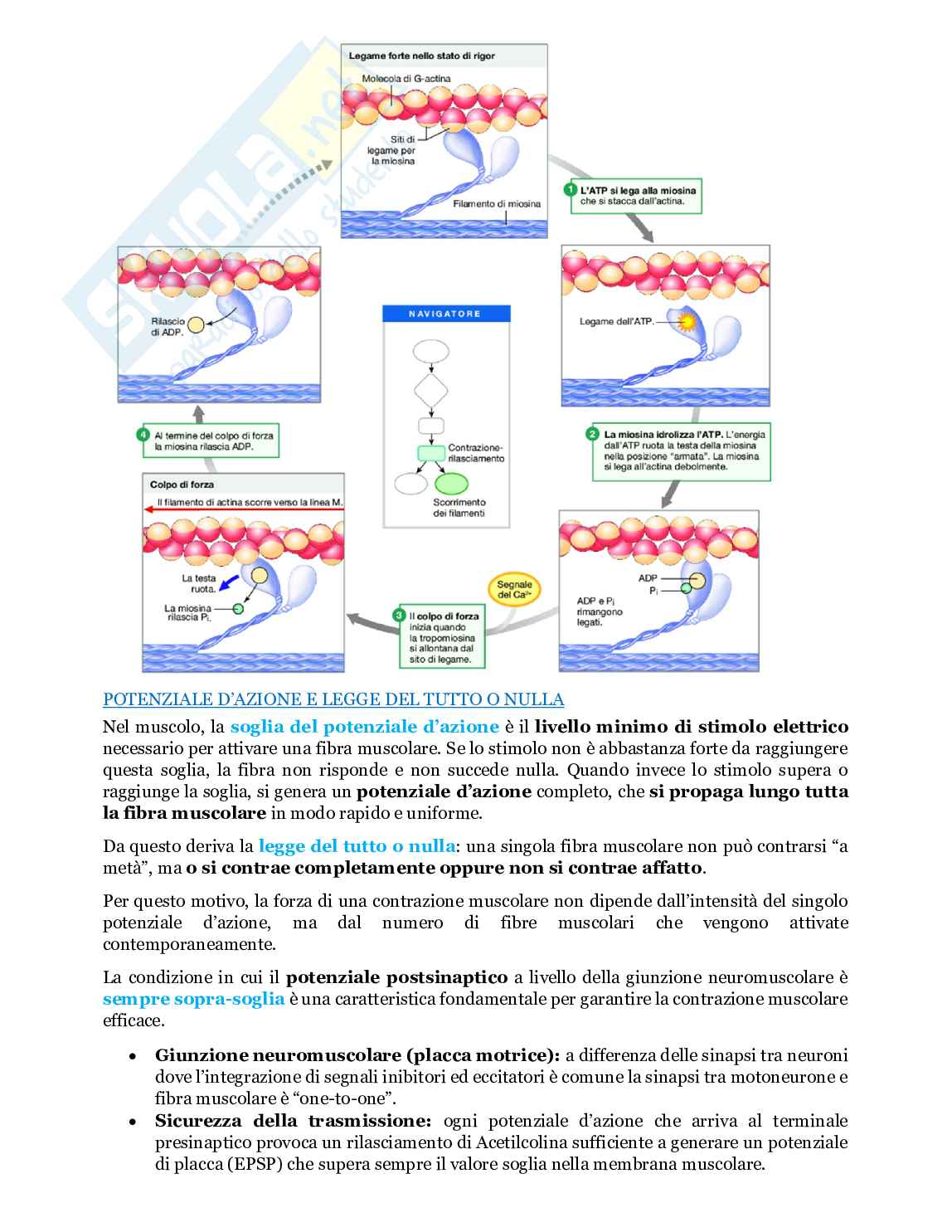 Fondamenti biologia, anatomia e fisiologia - Parte 2 Pag. 26