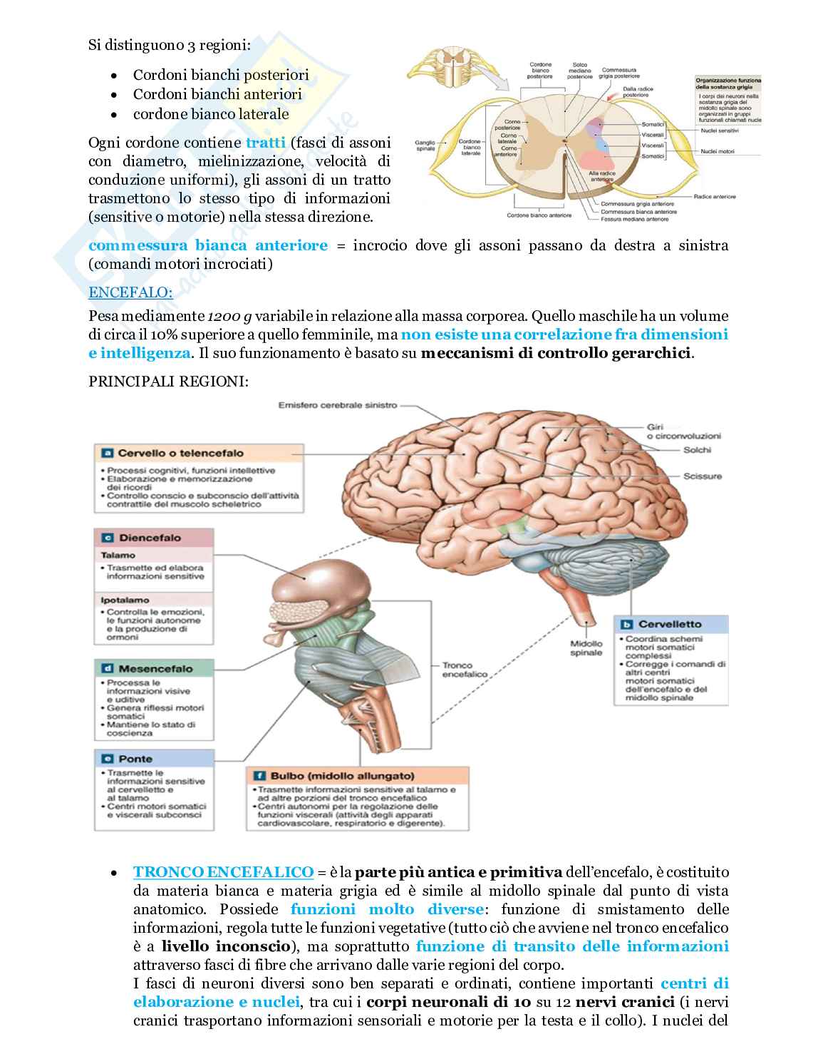 Fondamenti biologia, anatomia e fisiologia - Parte 2 Pag. 6
