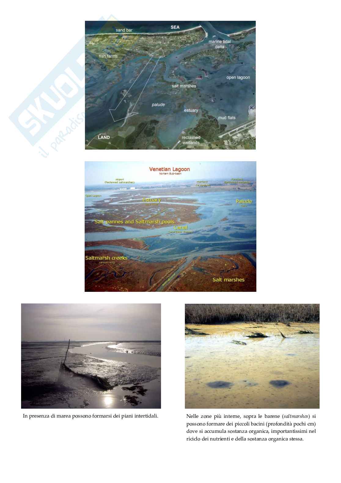 Biomonitoraggio degli ecosistemi costieri di transizione Pag. 36