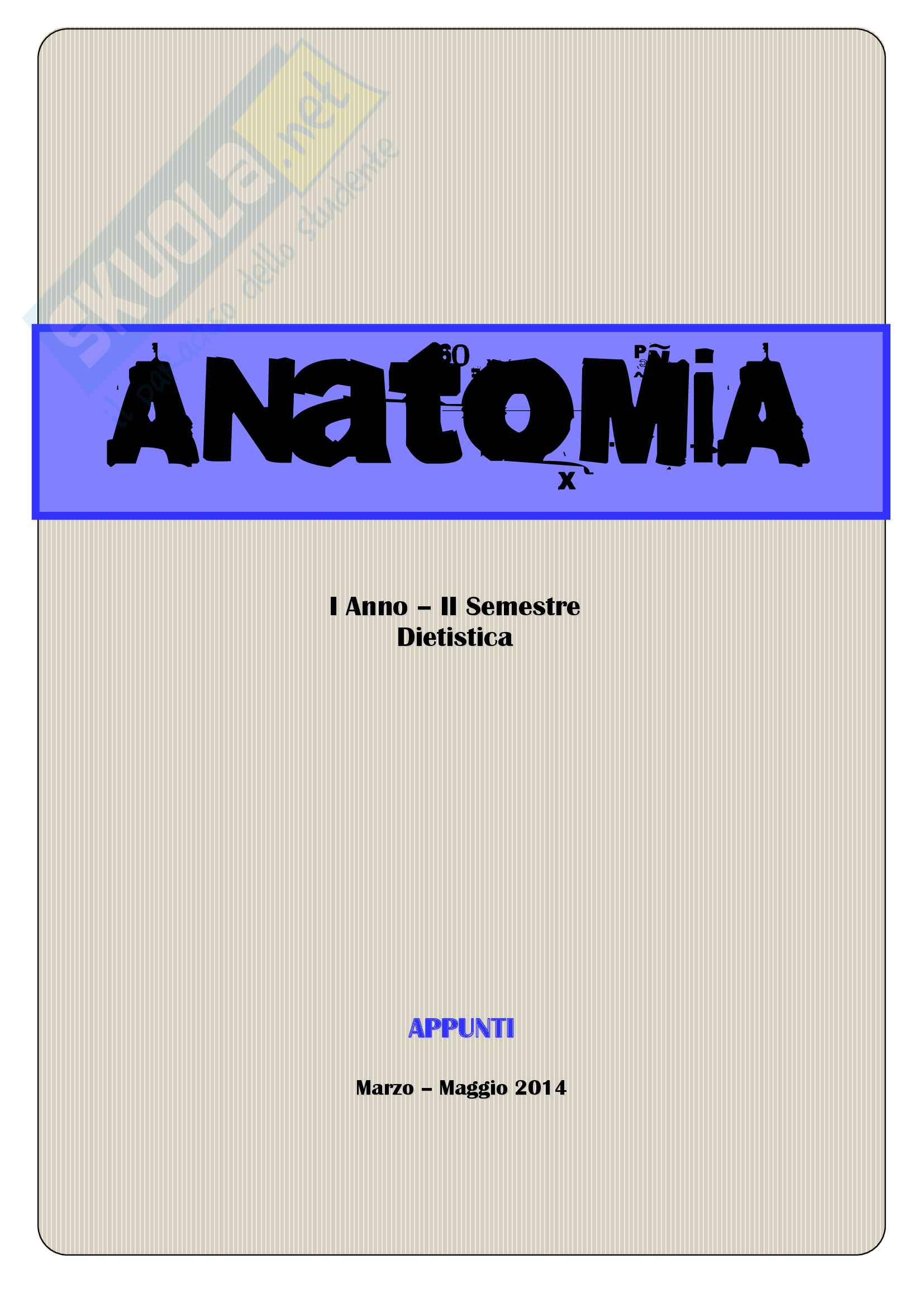 anatomia umana