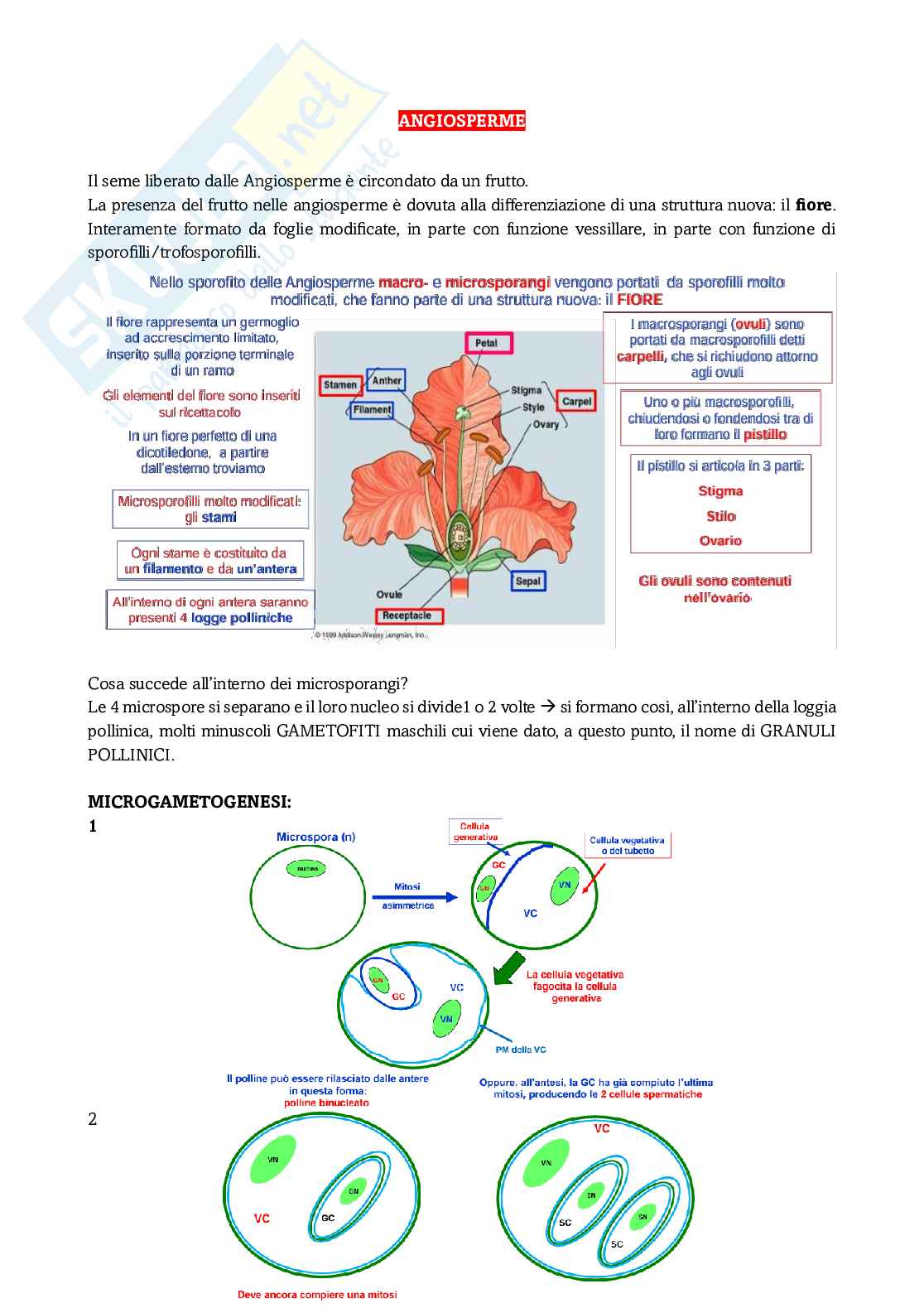 Appunti di Botanica sistematica sulle angiosperme  Pag. 1