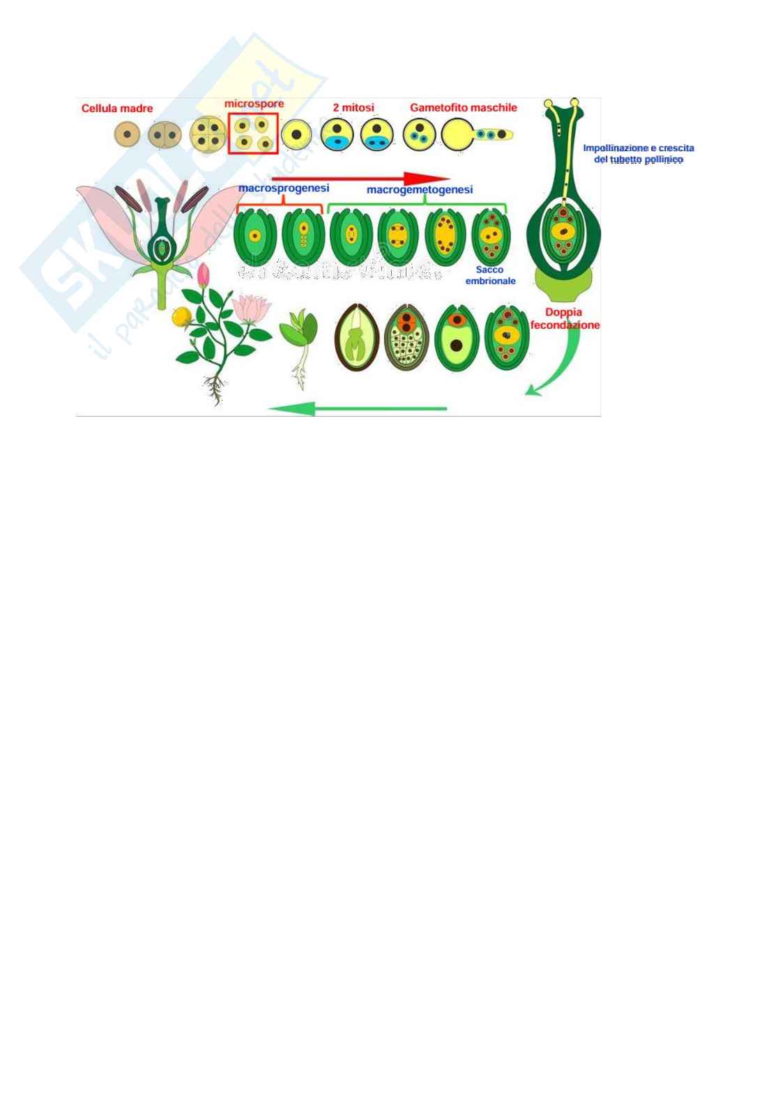 Appunti di Botanica sistematica sulle angiosperme  Pag. 6