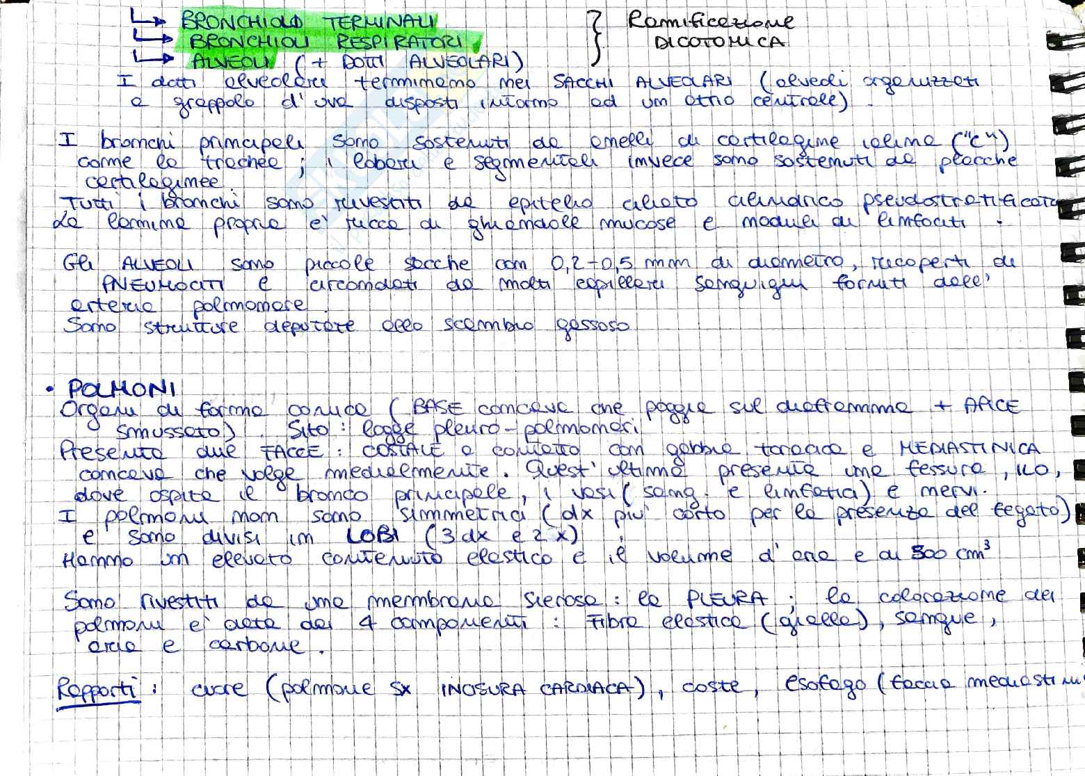 Anatomia dell'apparato circolatorio, respiratorio e urinario Pag. 6