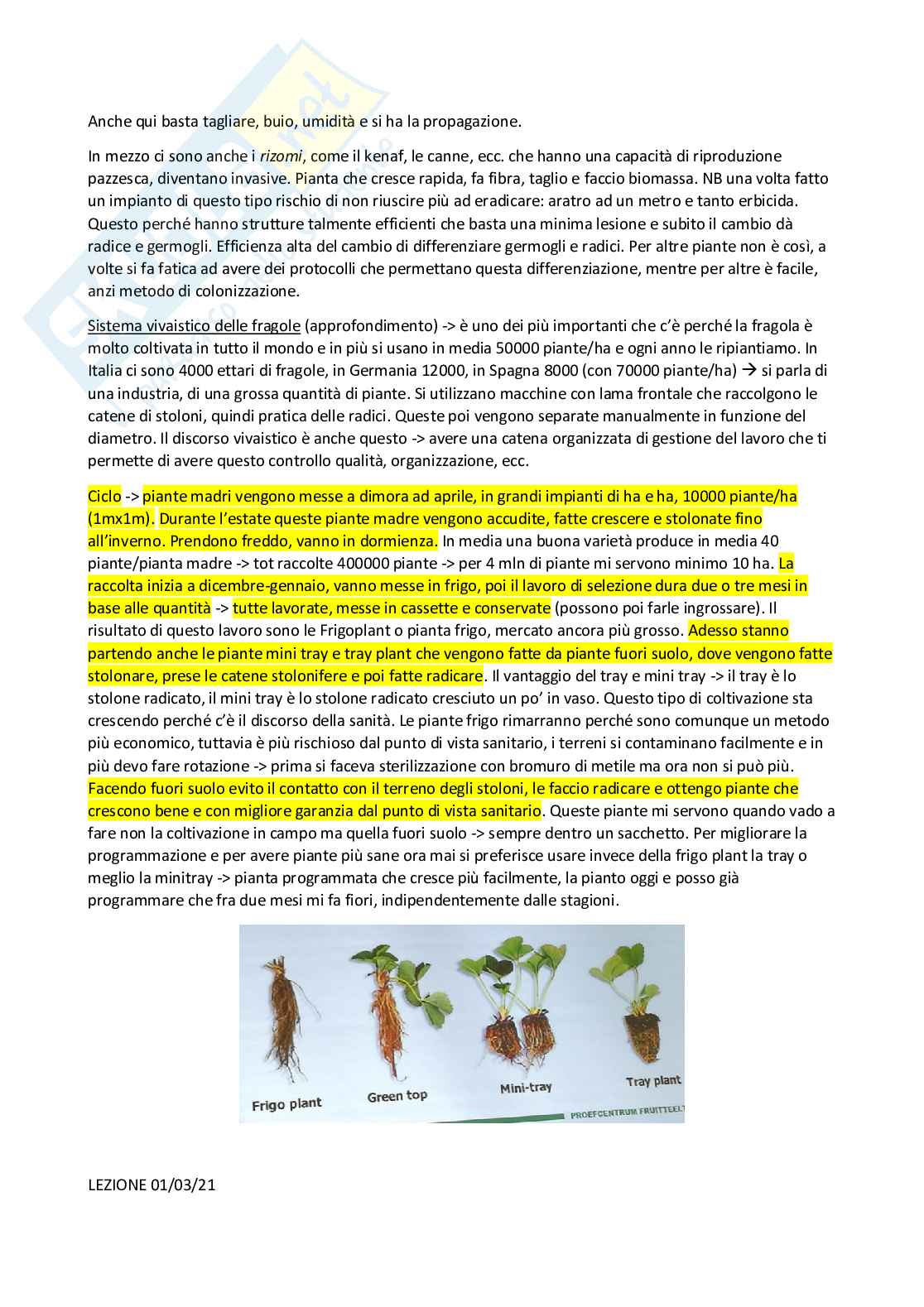 Vivaismo e biotecnologie in arboricoltura Pag. 26