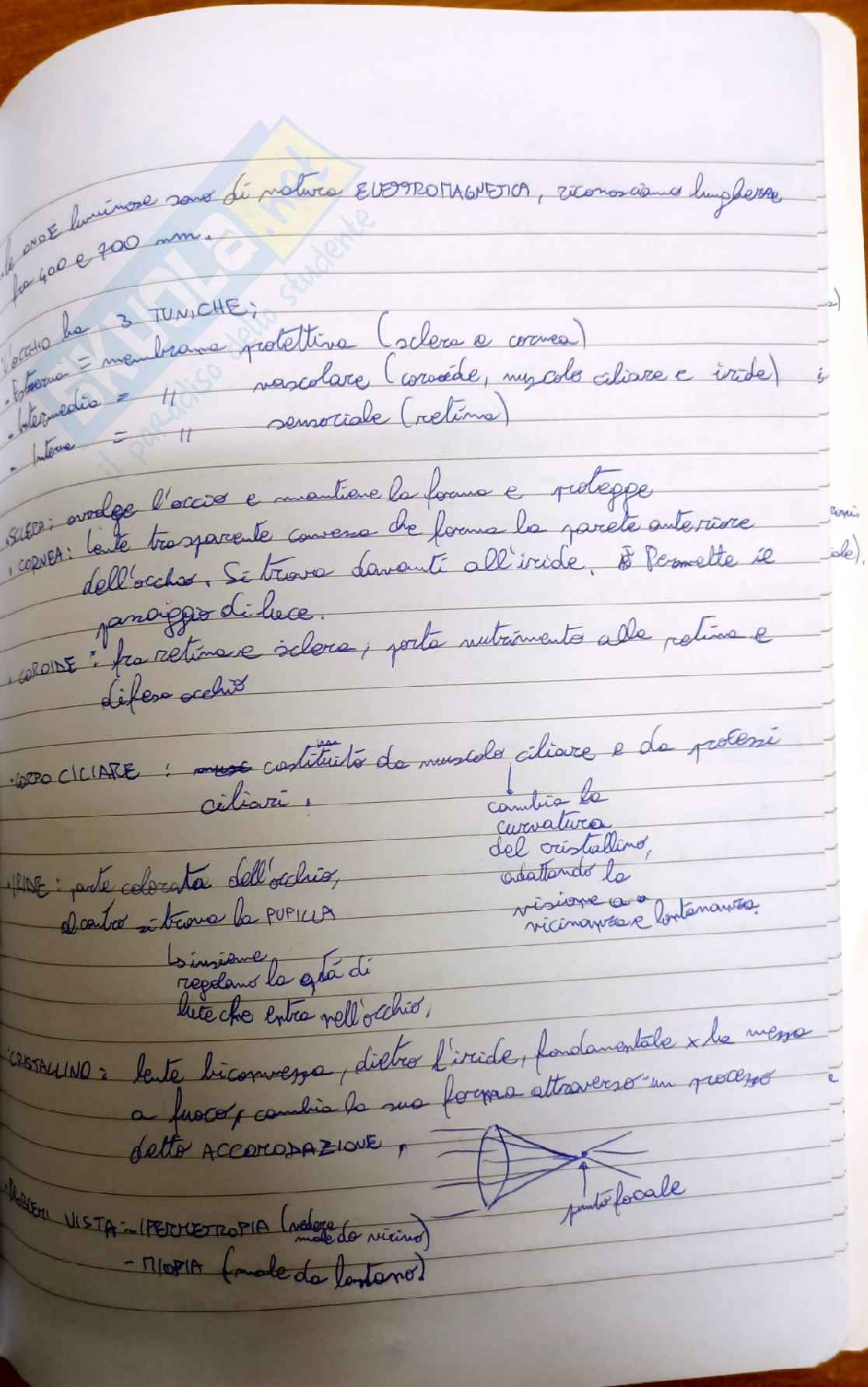 Fisiologia umana completo Pag. 51