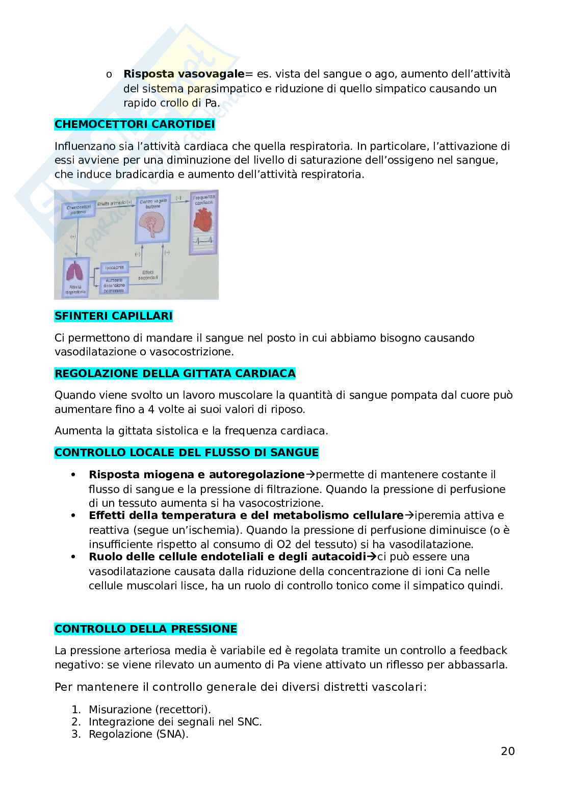 Fisiologia dell'esercizio fisico Pag. 21