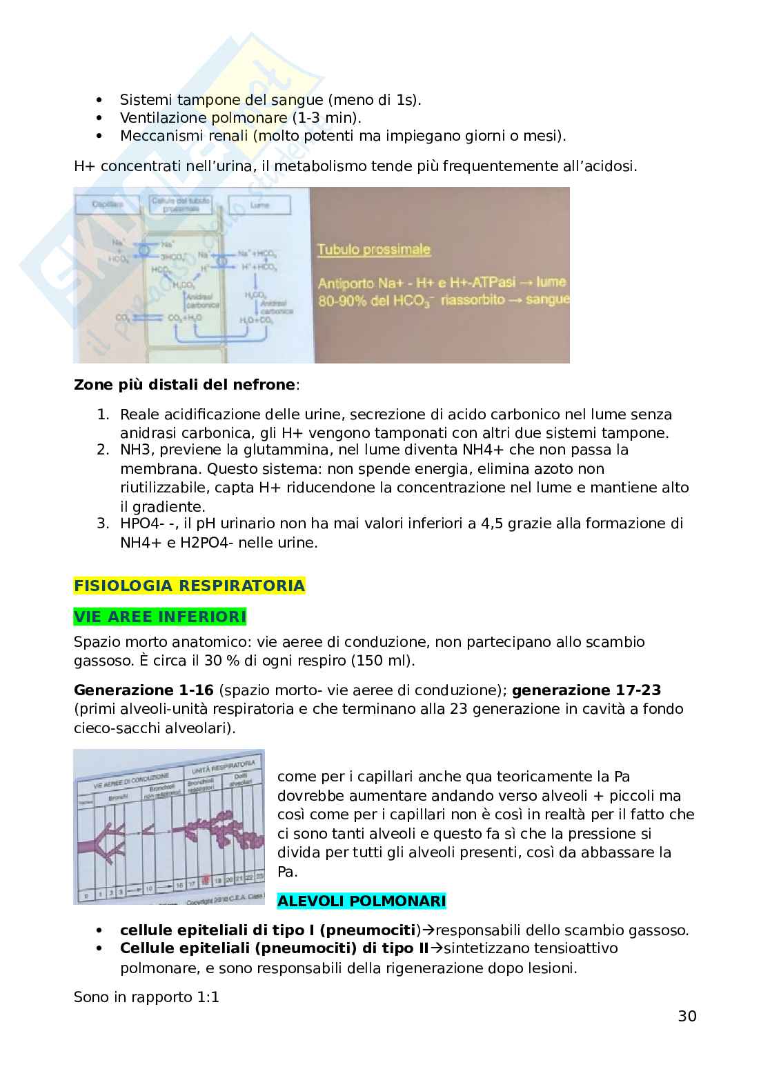 Fisiologia dell'esercizio fisico Pag. 31