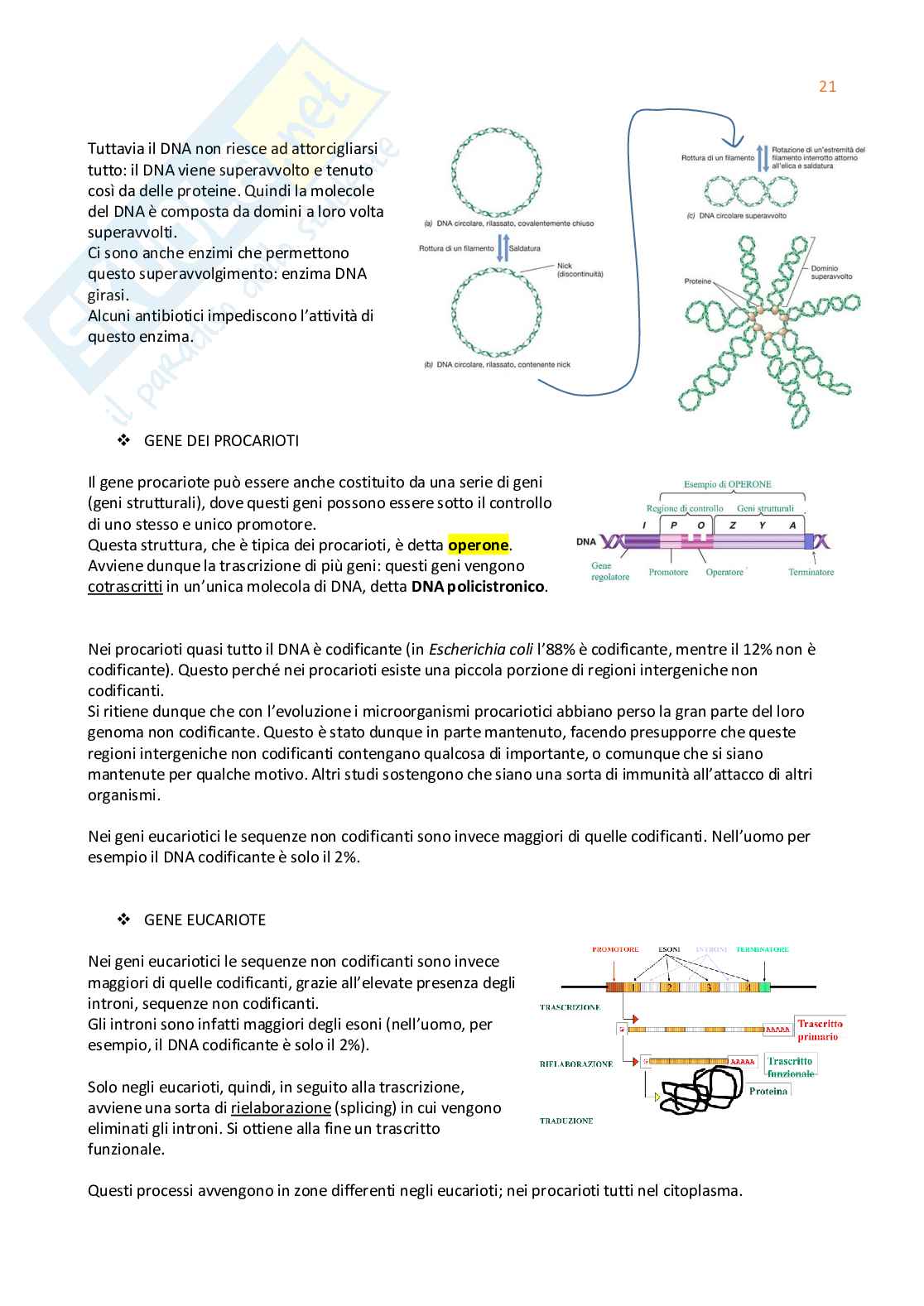 Appunti di Microbiologia/Virologia   Pag. 21