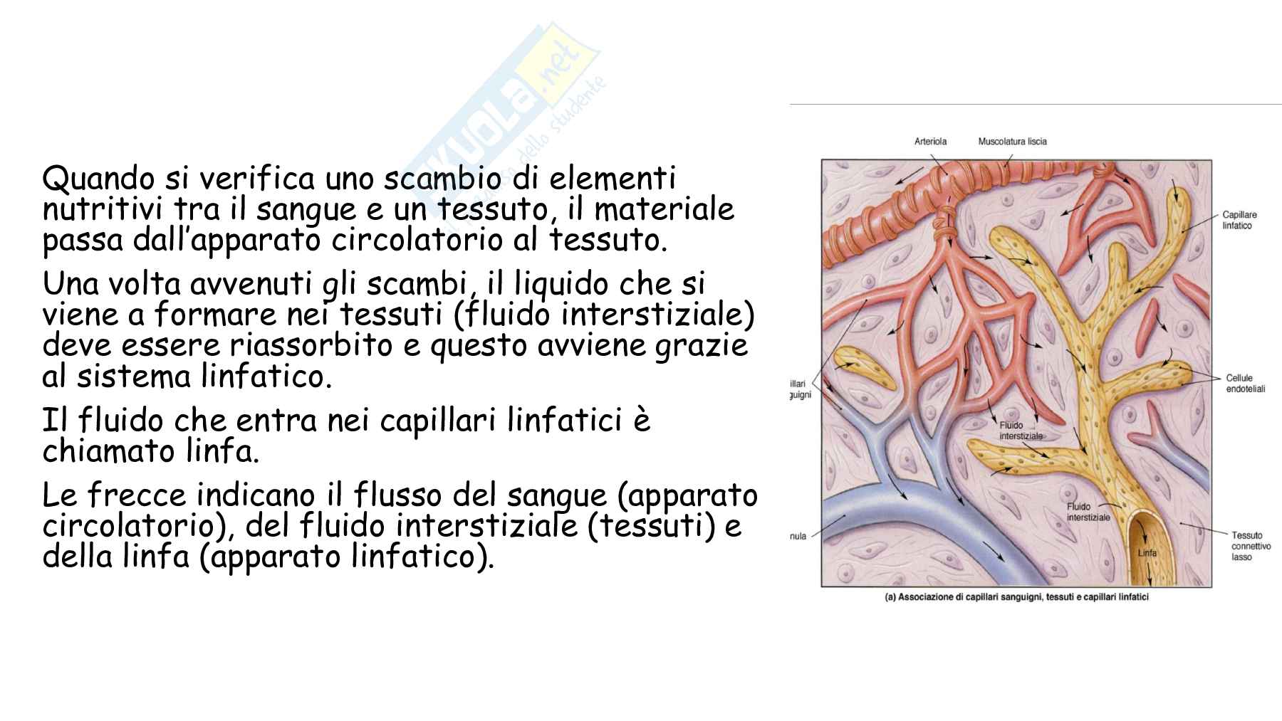 Anatomia umana con elementi di biologia animale - seconda parte Pag. 31