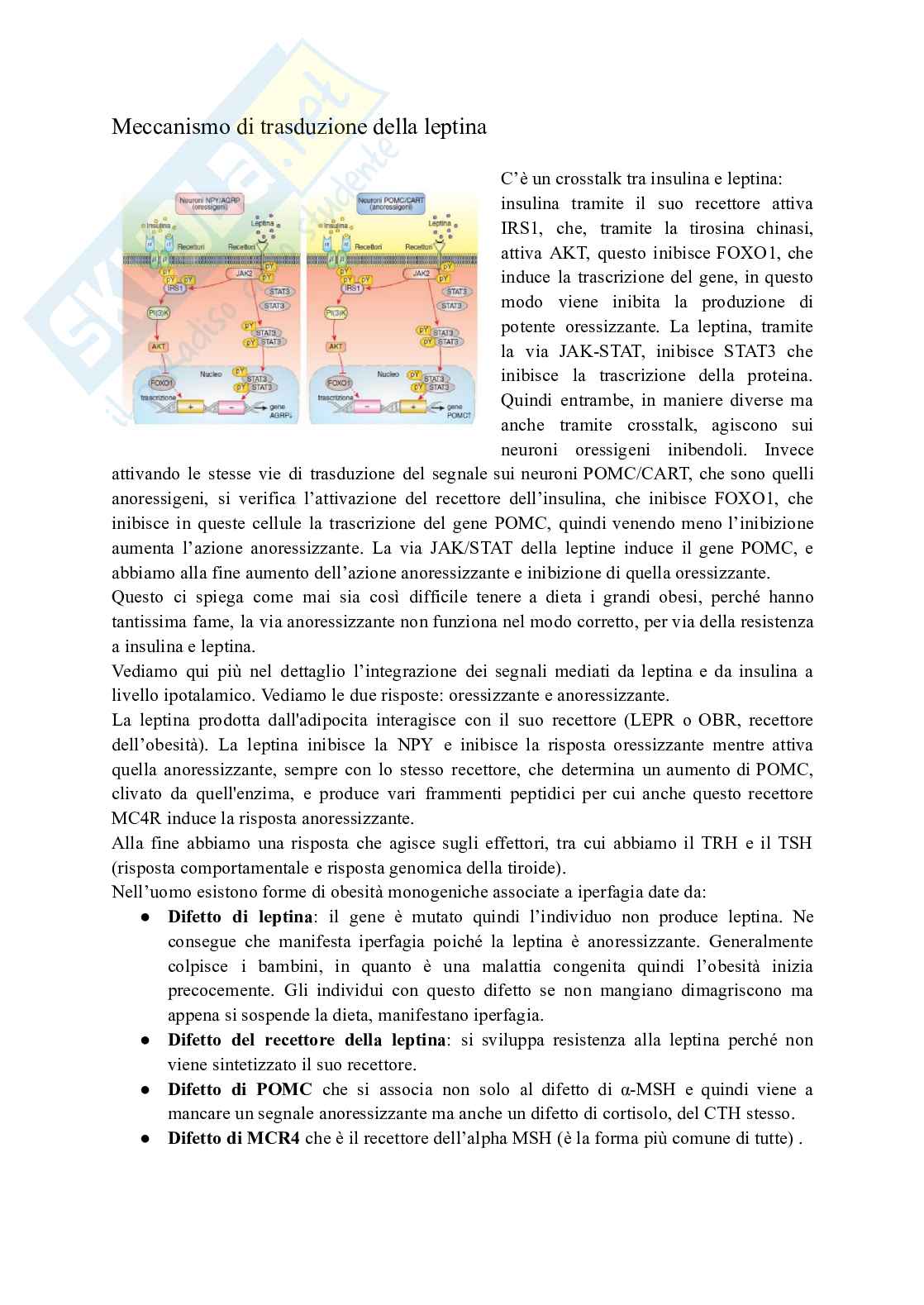 Patogenicità dell'obesità e le varie conseguenze fisiopatologiche sull'organismo Pag. 6