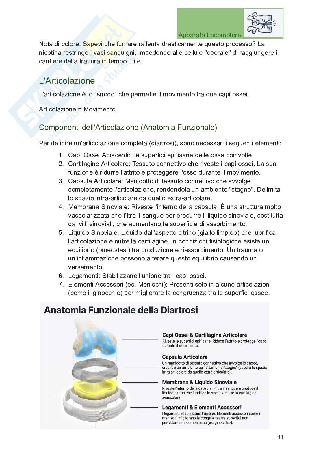 Apparato locomotore, traumatologia e ortopedia per Professioni sanitarie Pag. 11