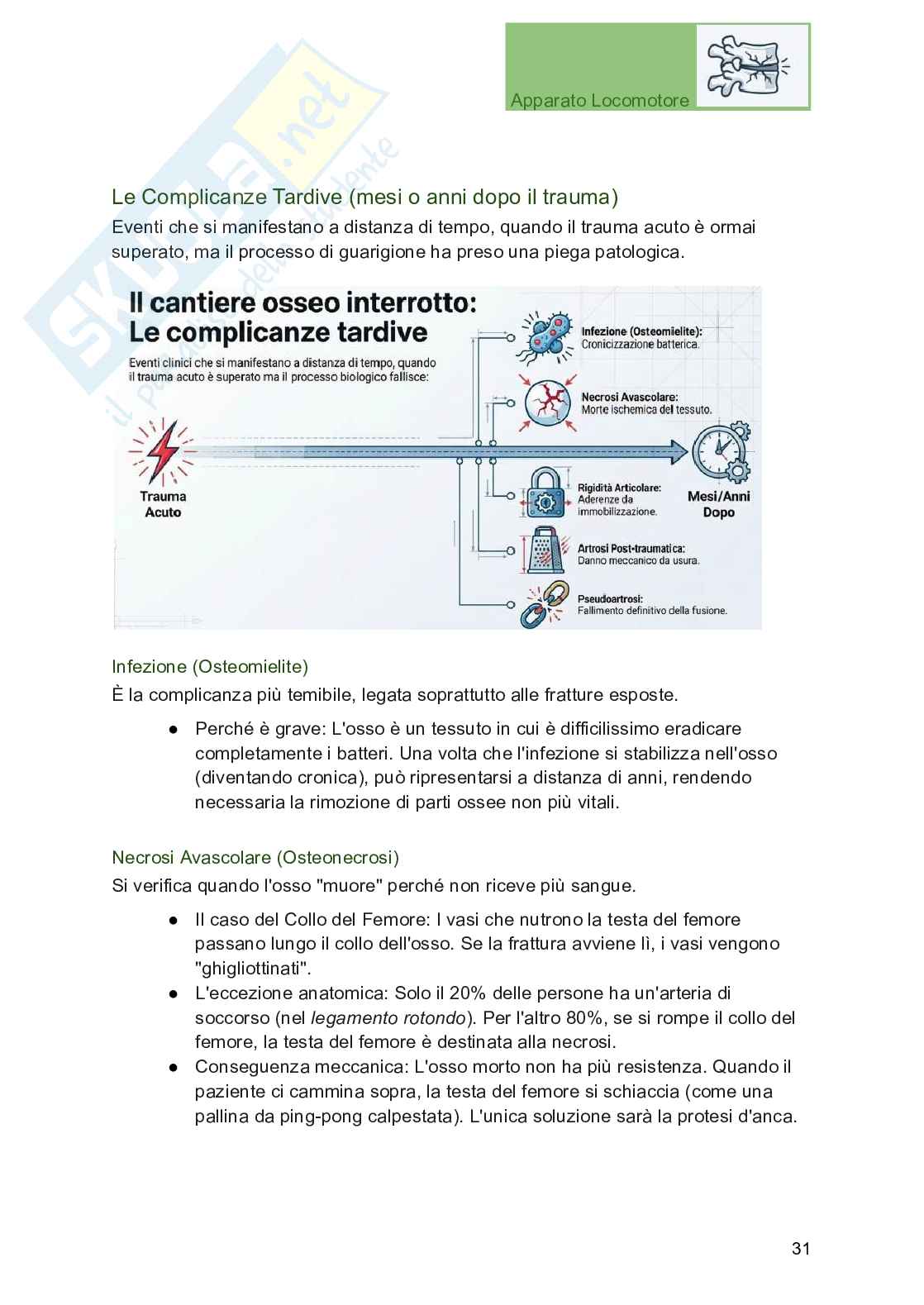 Apparato locomotore, traumatologia e ortopedia per Professioni sanitarie Pag. 31