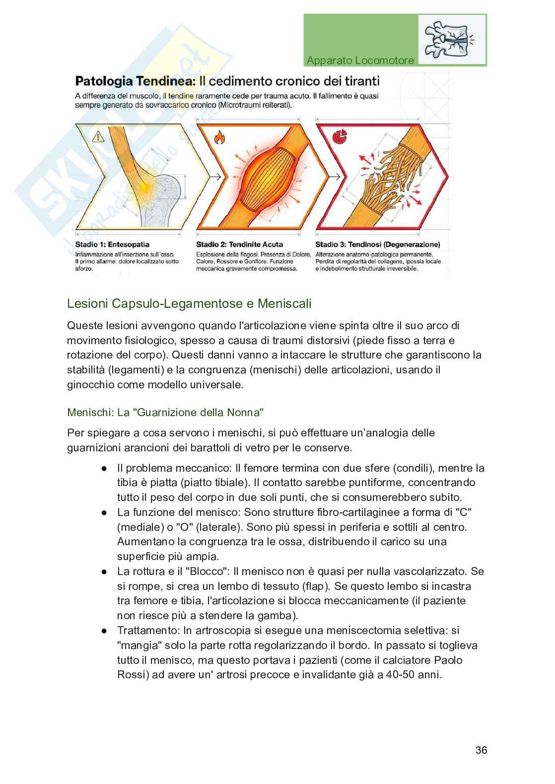 Apparato locomotore, traumatologia e ortopedia per Professioni sanitarie Pag. 36