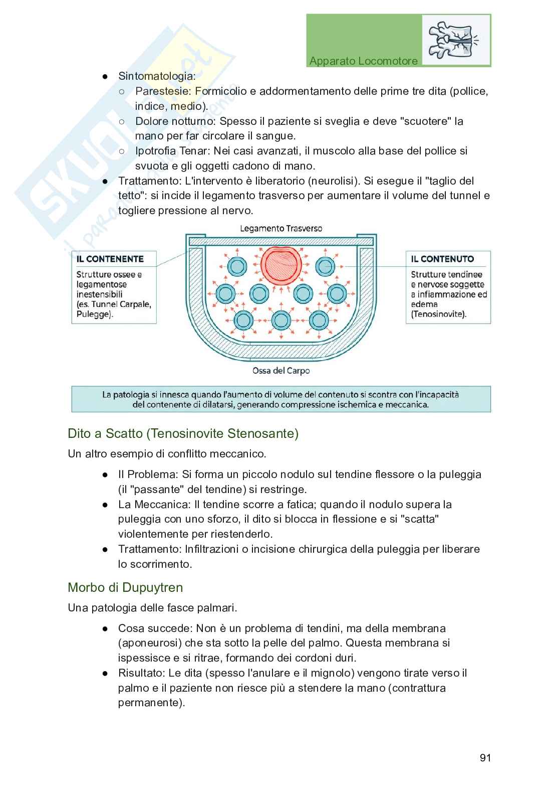 Apparato locomotore, traumatologia e ortopedia per Professioni sanitarie Pag. 91