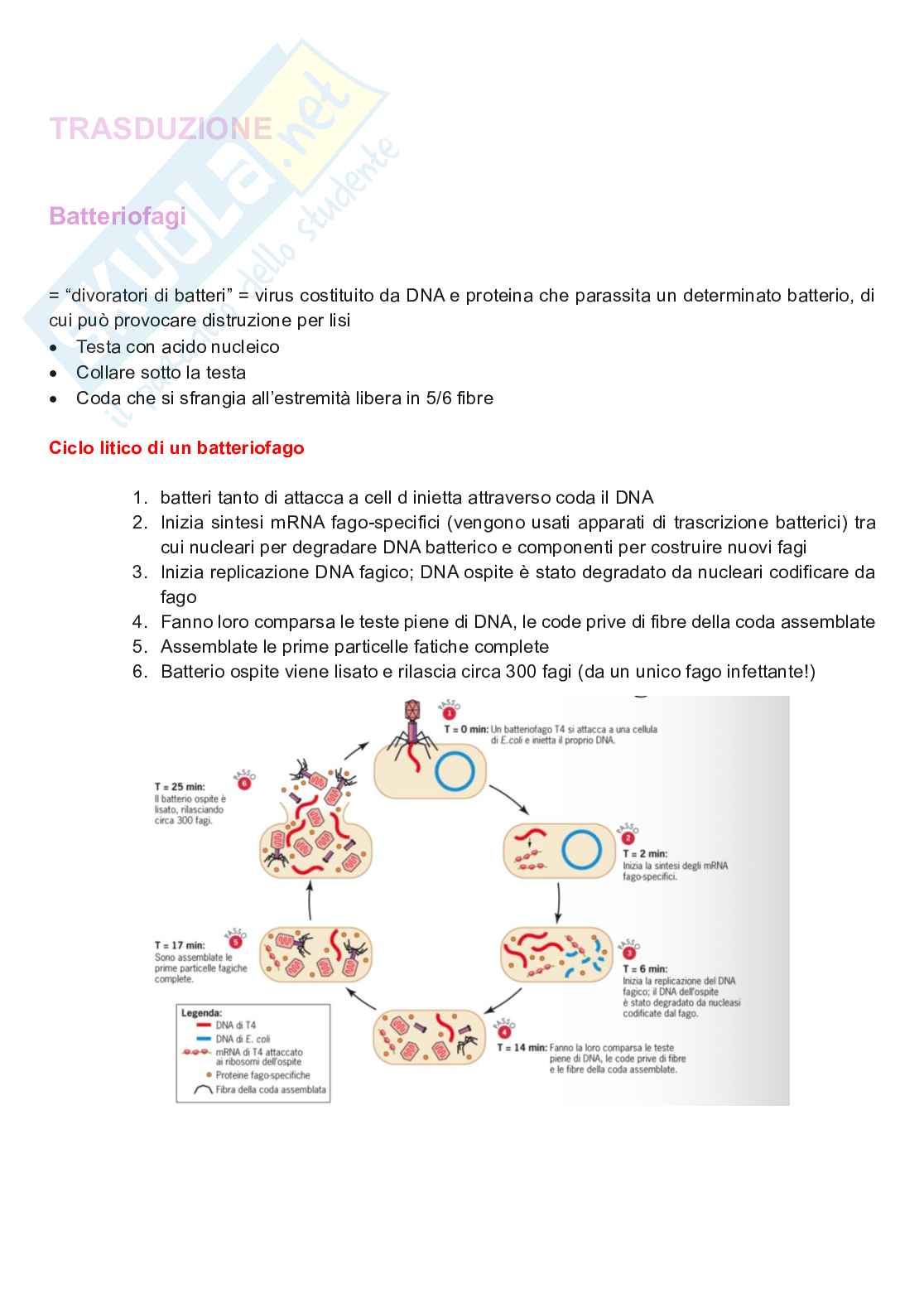Appunti completi di Genetica e genomica  Pag. 21