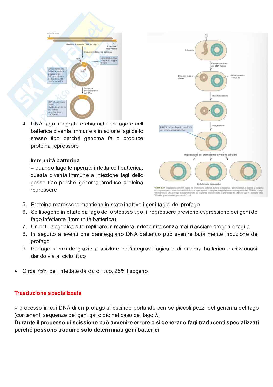Appunti completi di Genetica e genomica  Pag. 26