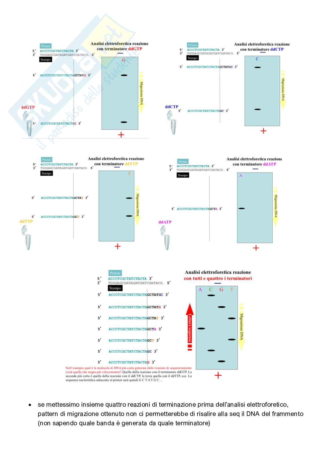 Appunti completi di Genetica e genomica  Pag. 46
