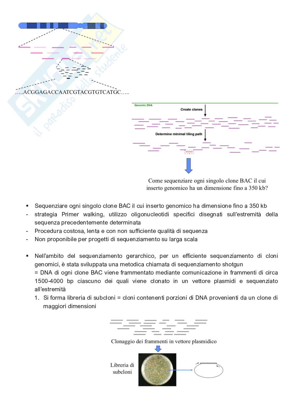 Appunti completi di Genetica e genomica  Pag. 66
