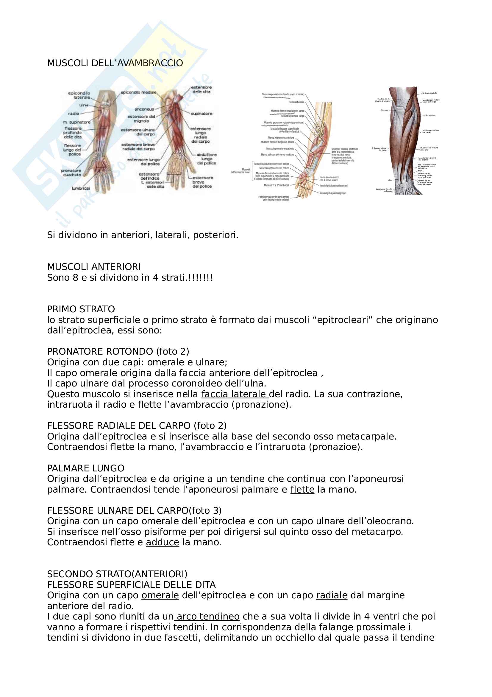 Muscoli avambraccio. Elenco muscoli avambraccio e mano, con immagini illustrate Pag. 1