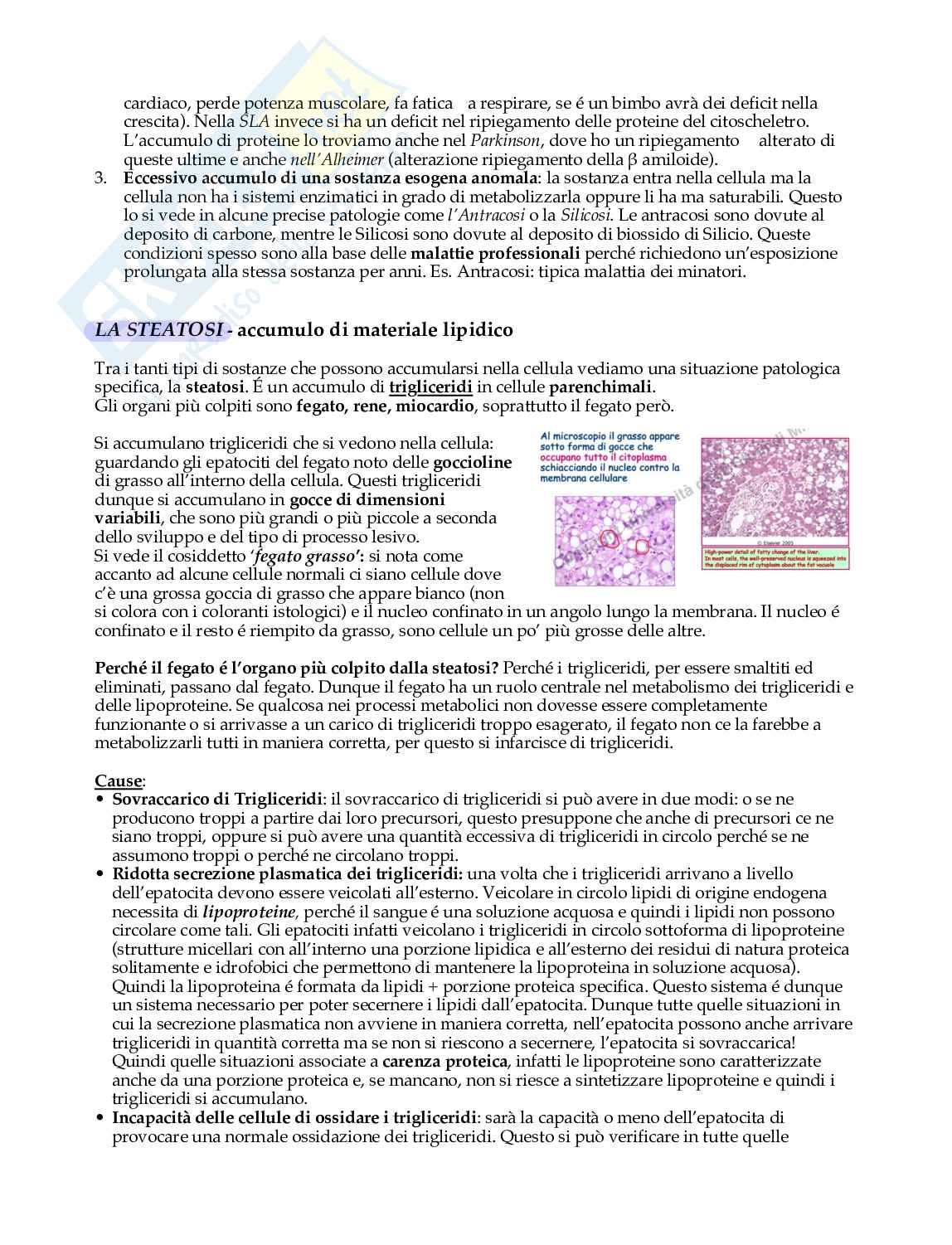 Meccanismi di danno e morte cellulare  Pag. 31