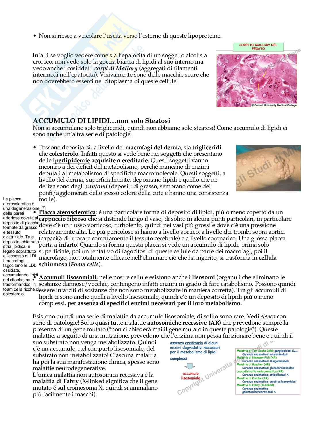 Meccanismi di danno e morte cellulare  Pag. 36