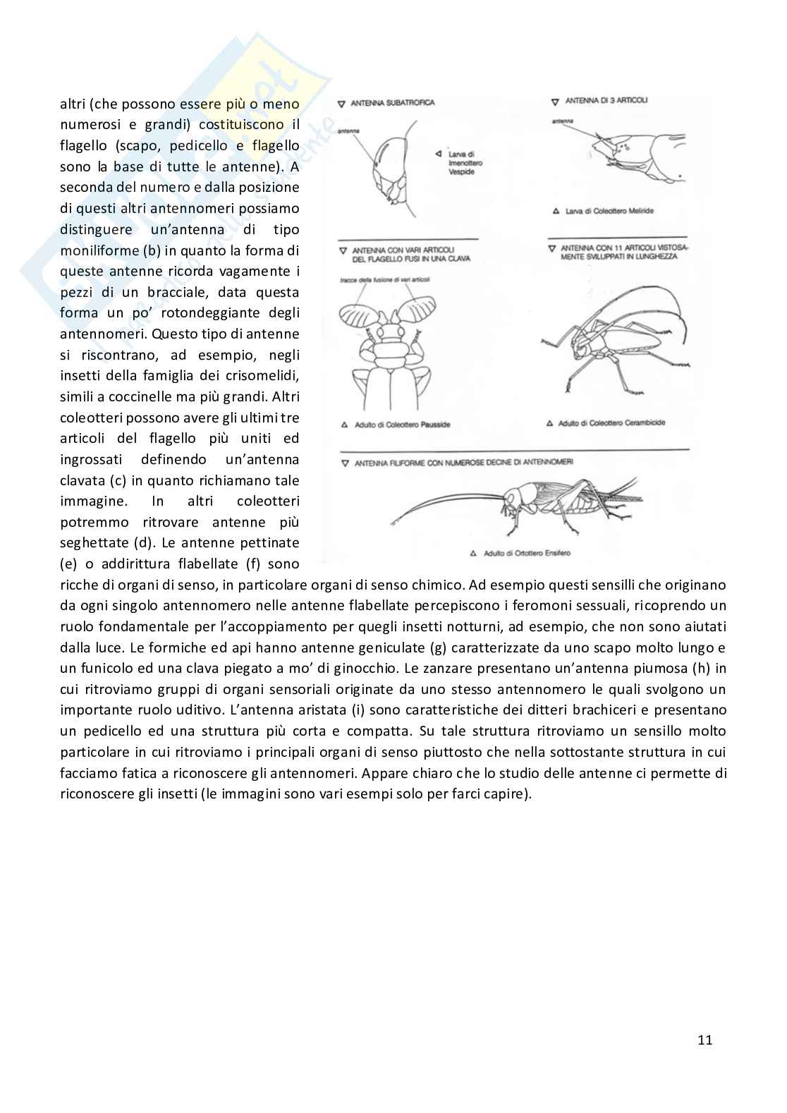 Entomologia completa Pag. 11