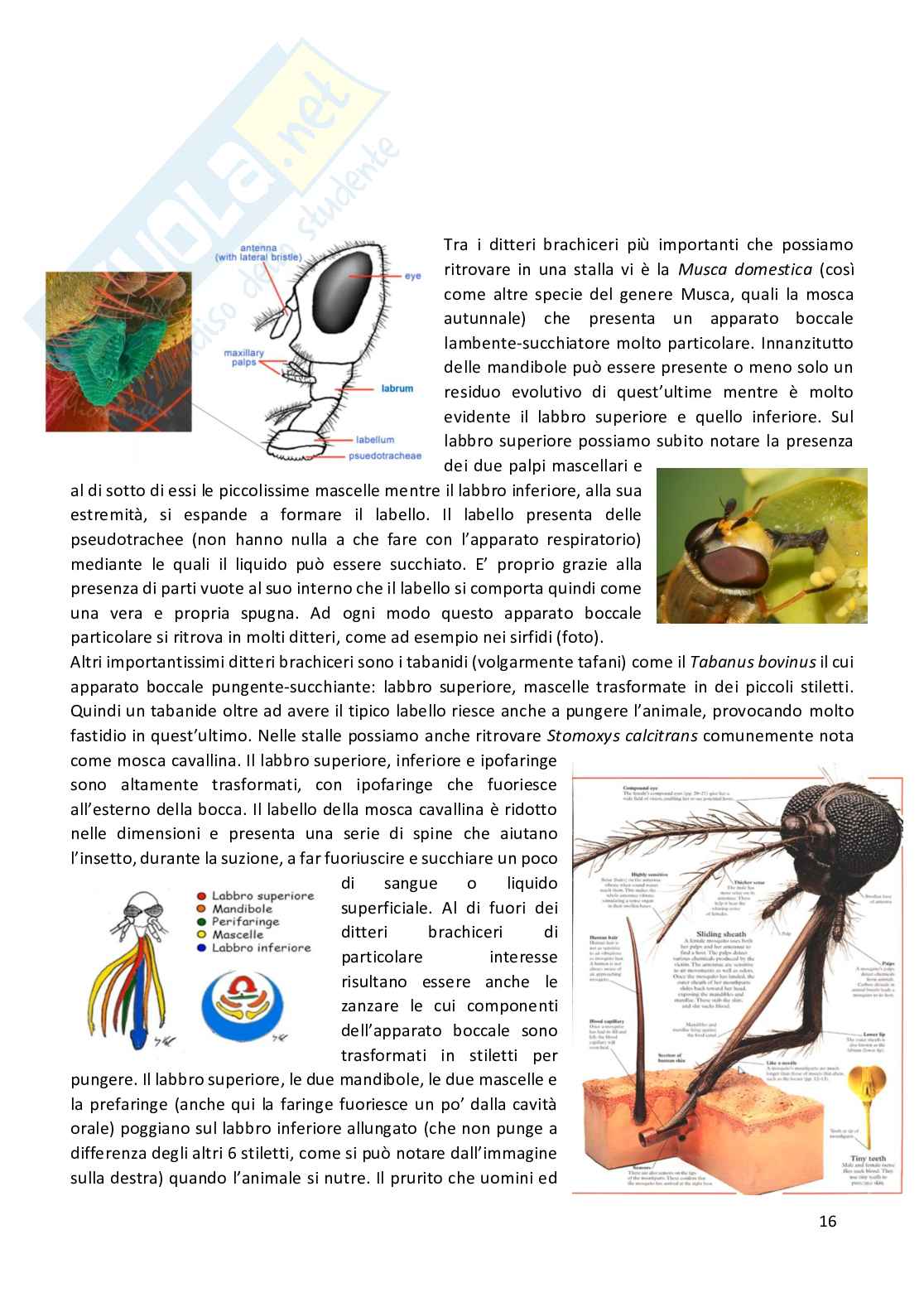 Entomologia completa Pag. 16