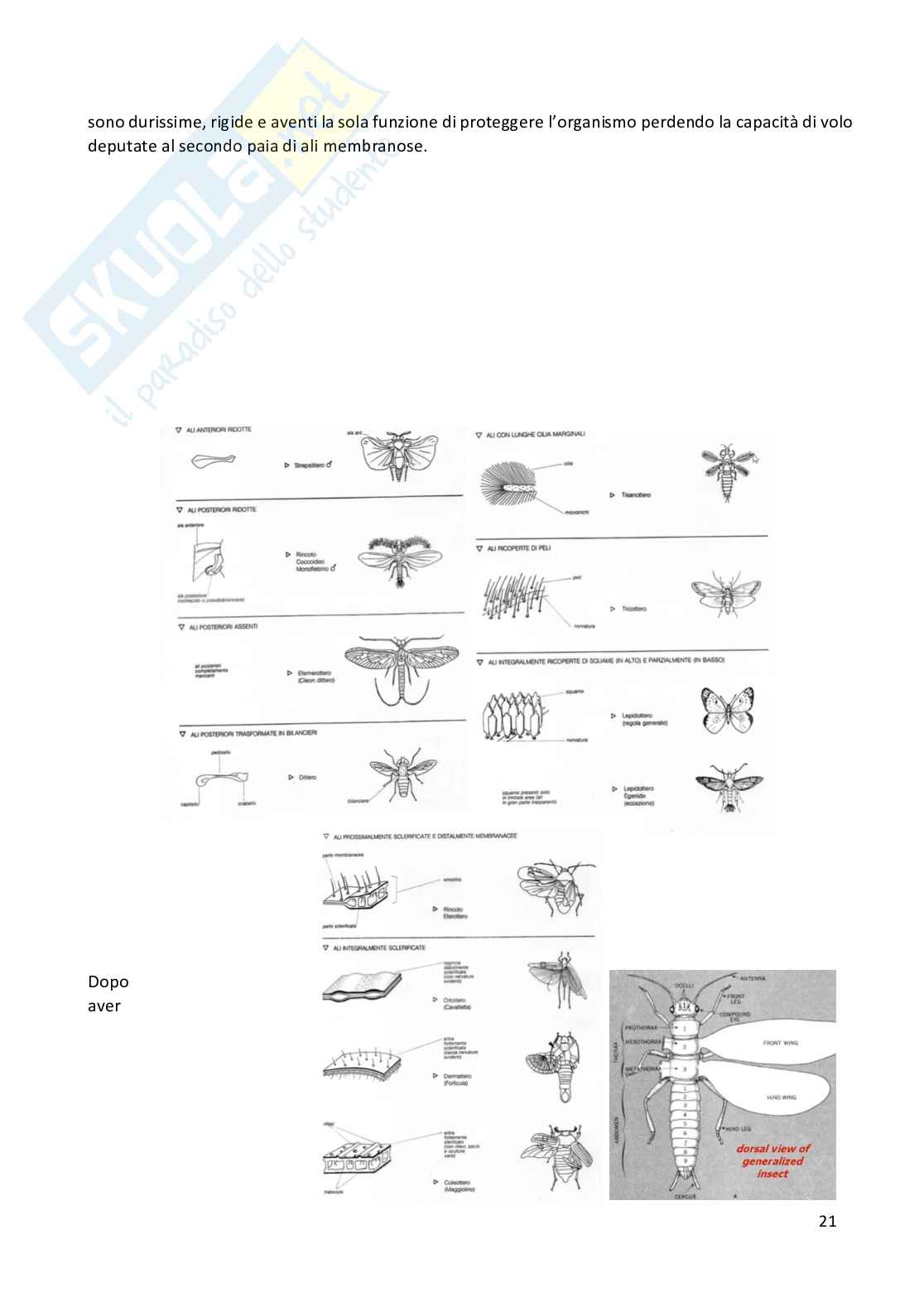 Entomologia completa Pag. 21